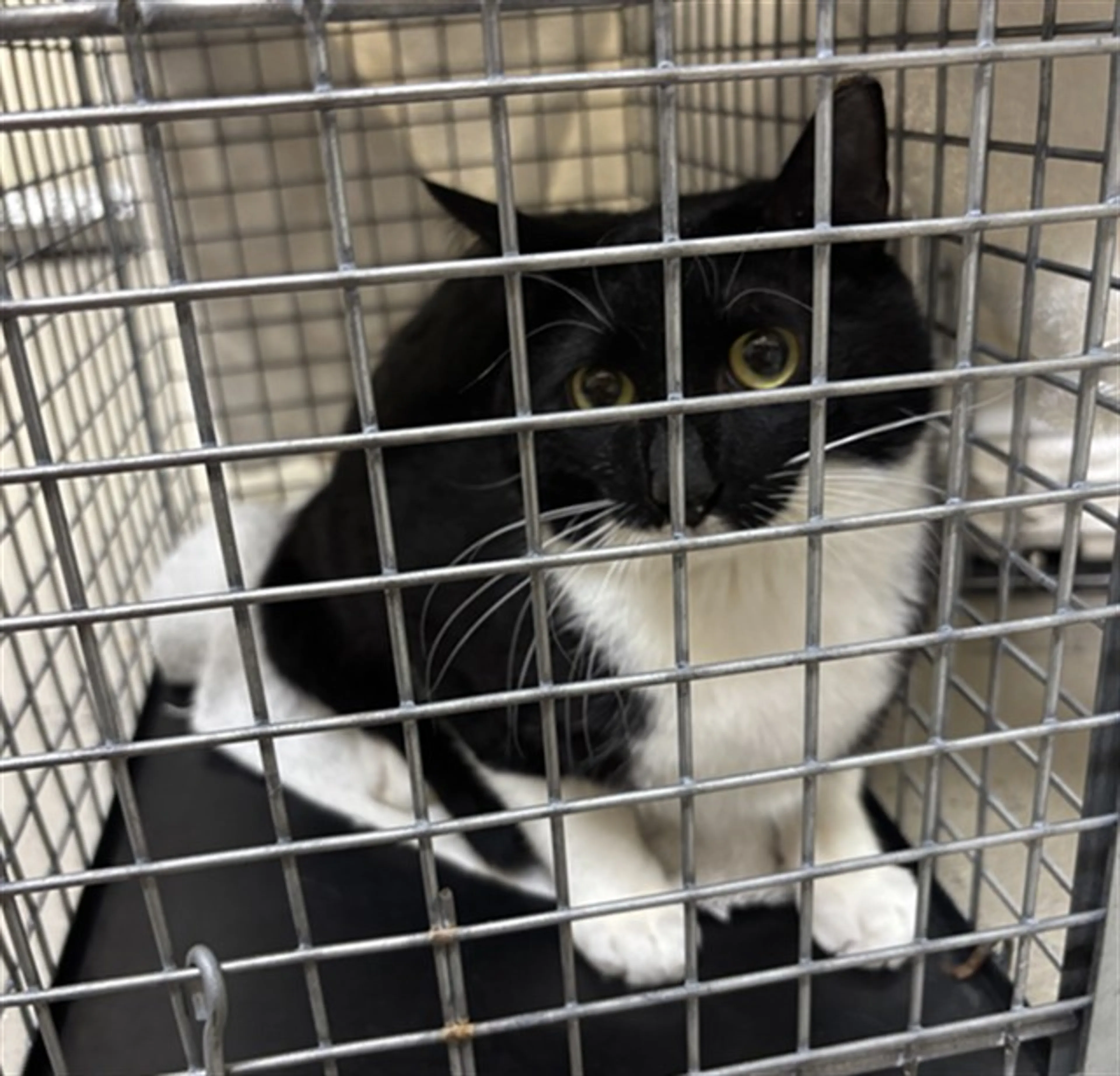 Found pet