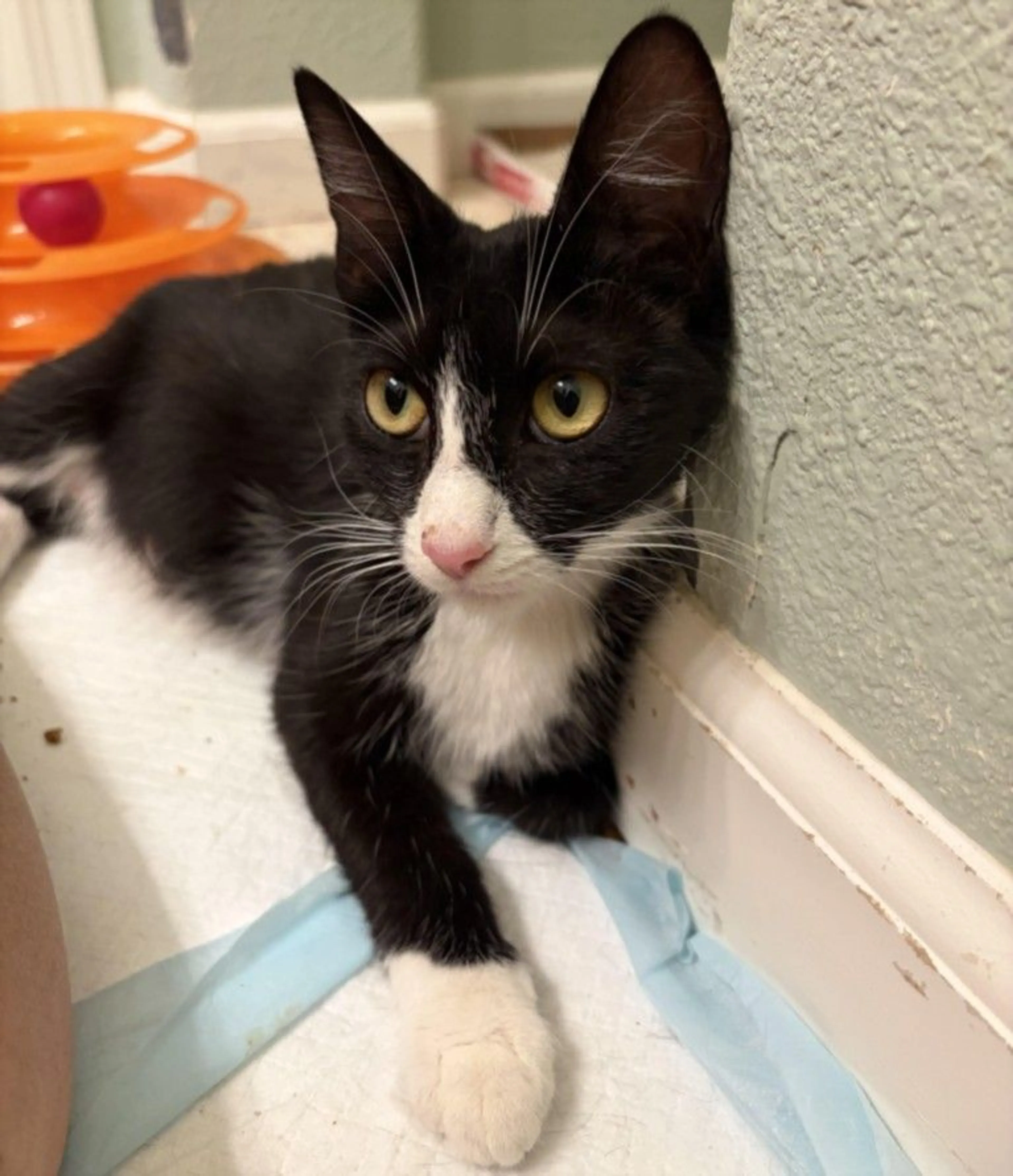 Found pet