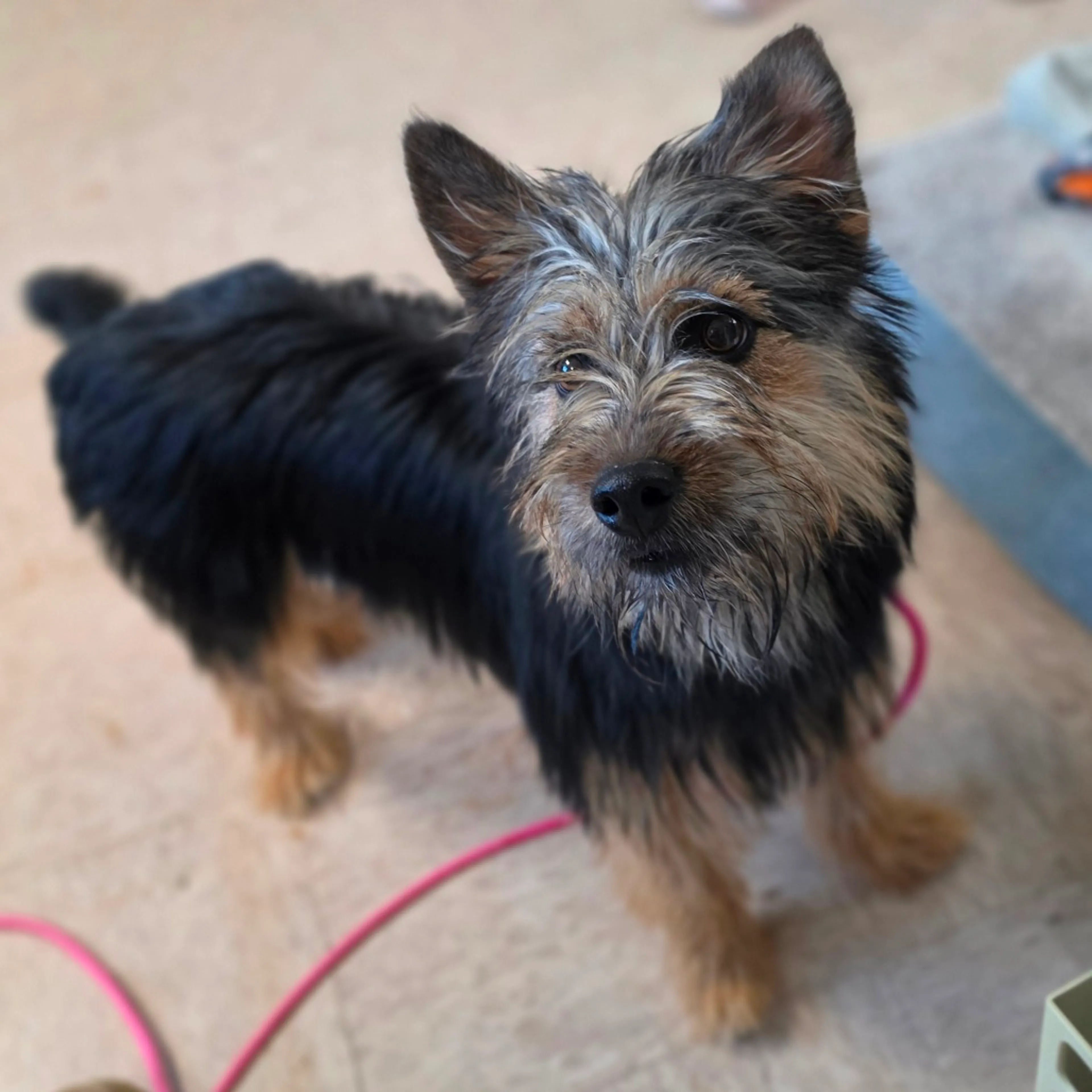 Found pet-3