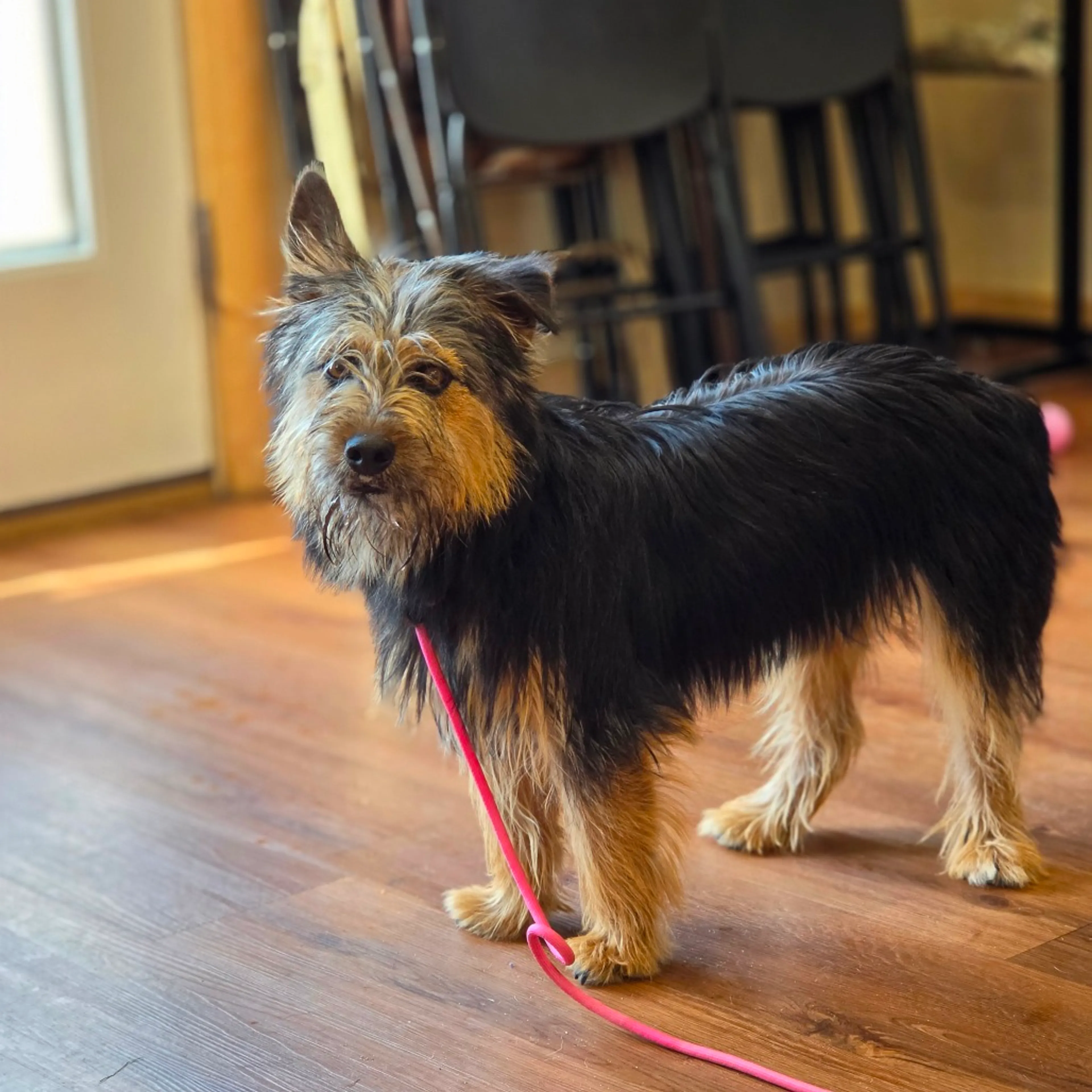 Found pet-1