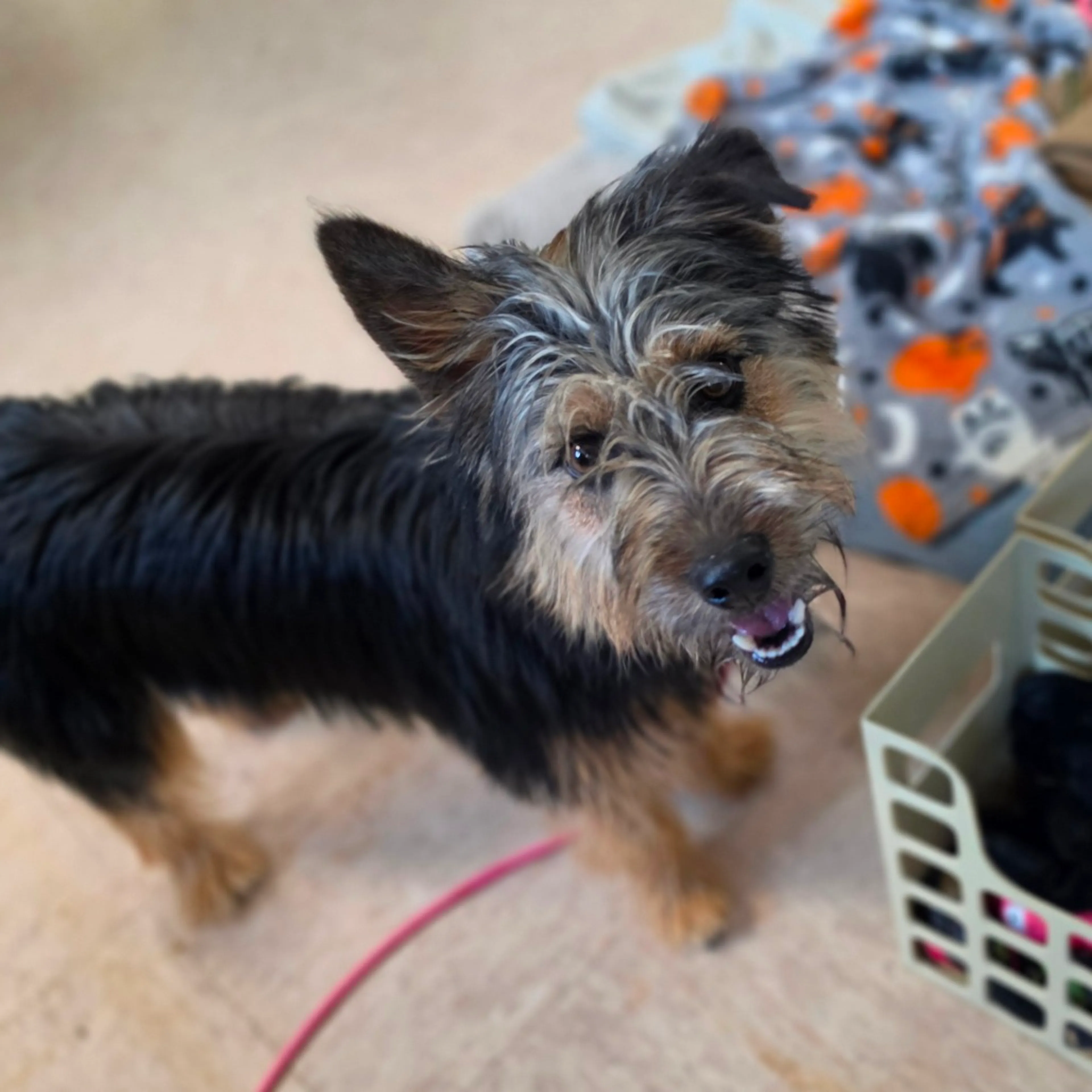Found pet-2