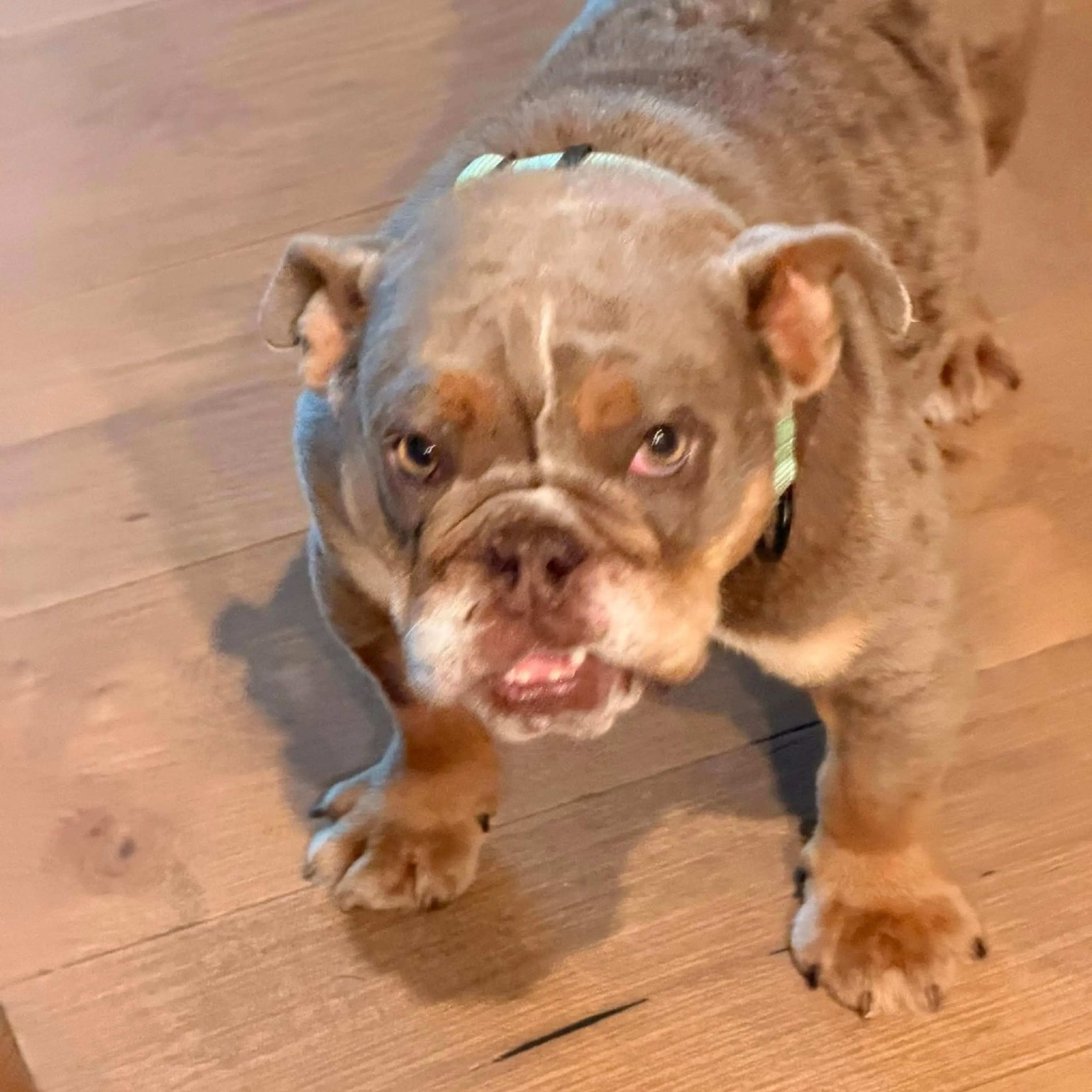 Found pet-5