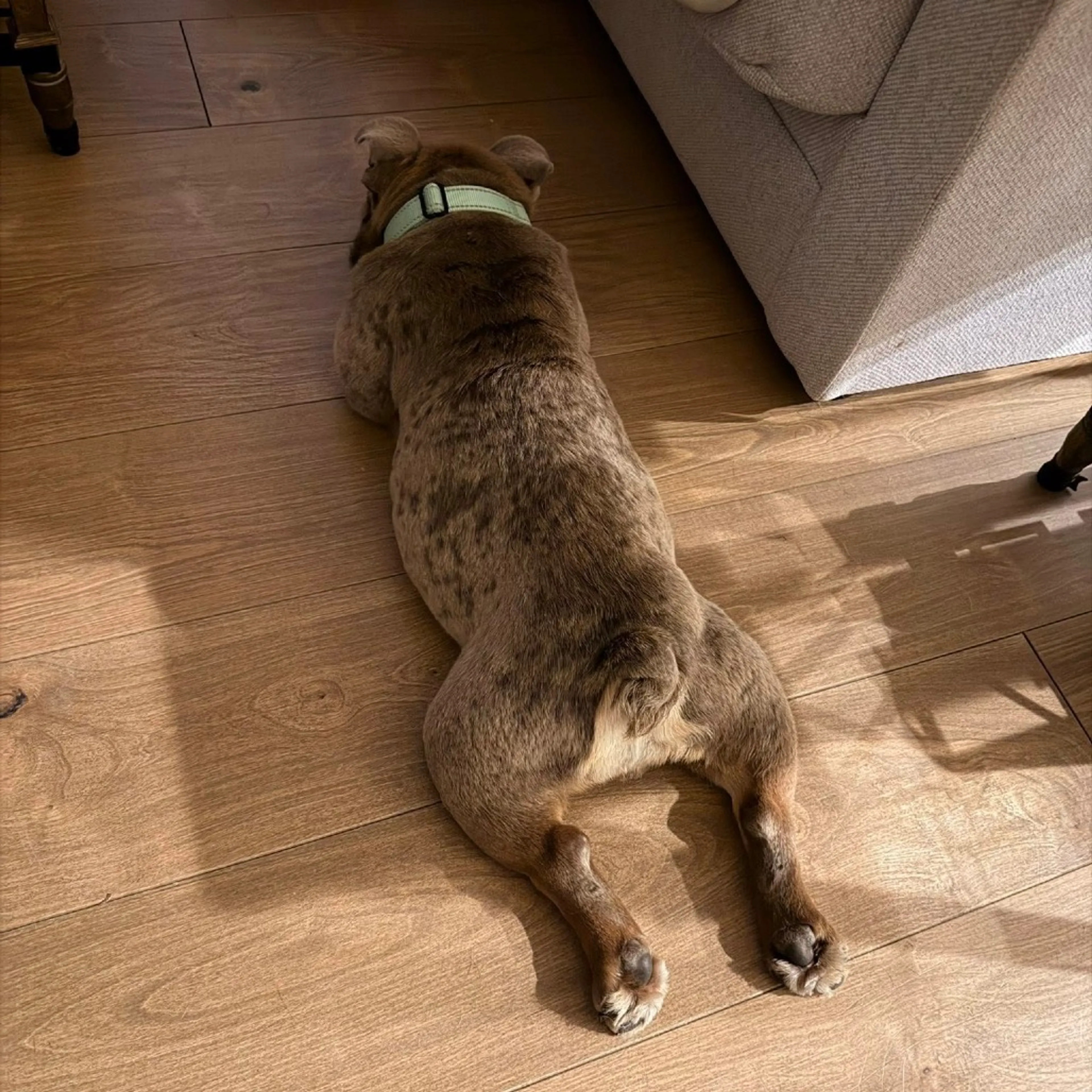 Found pet-6