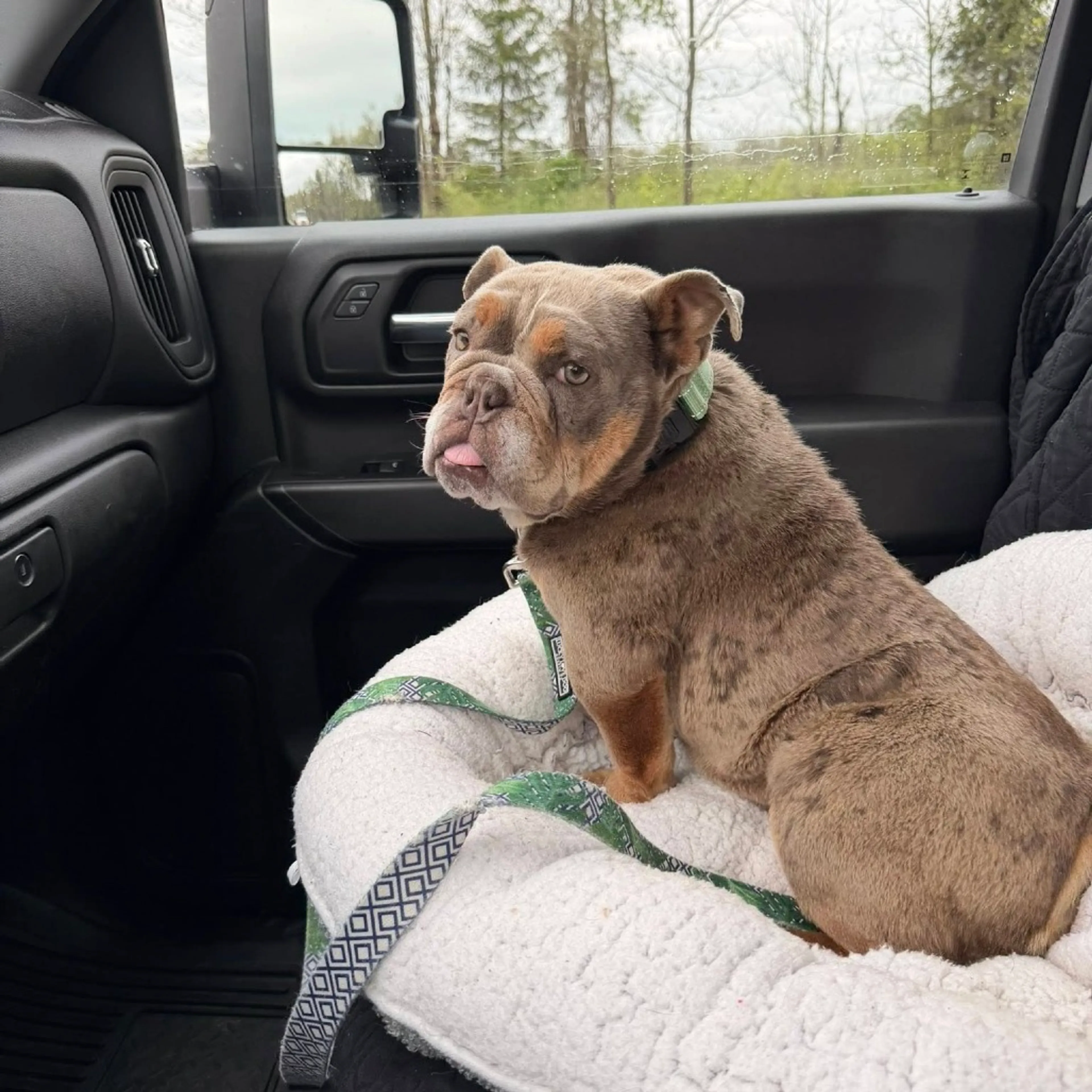 Found pet-7