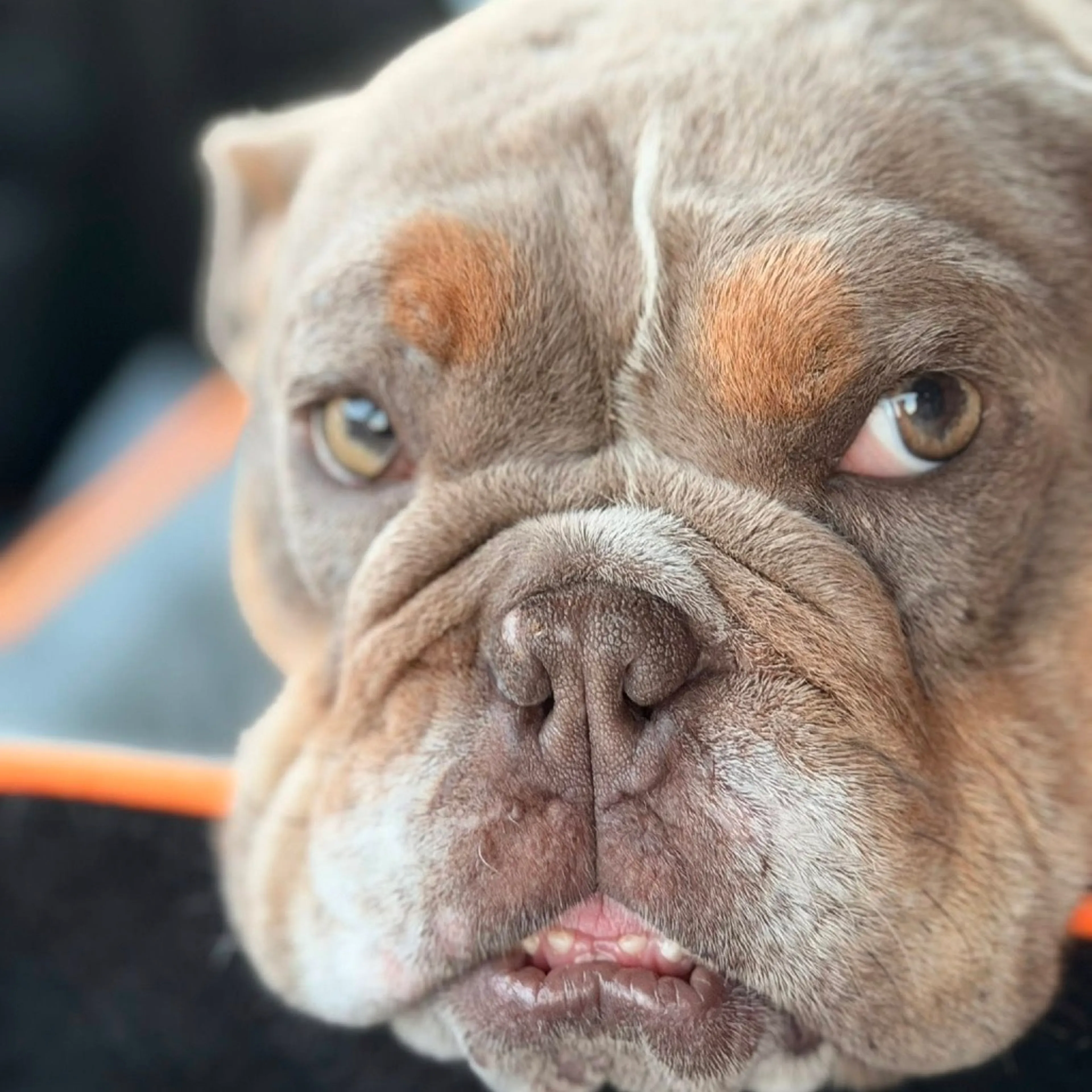 Found pet-3