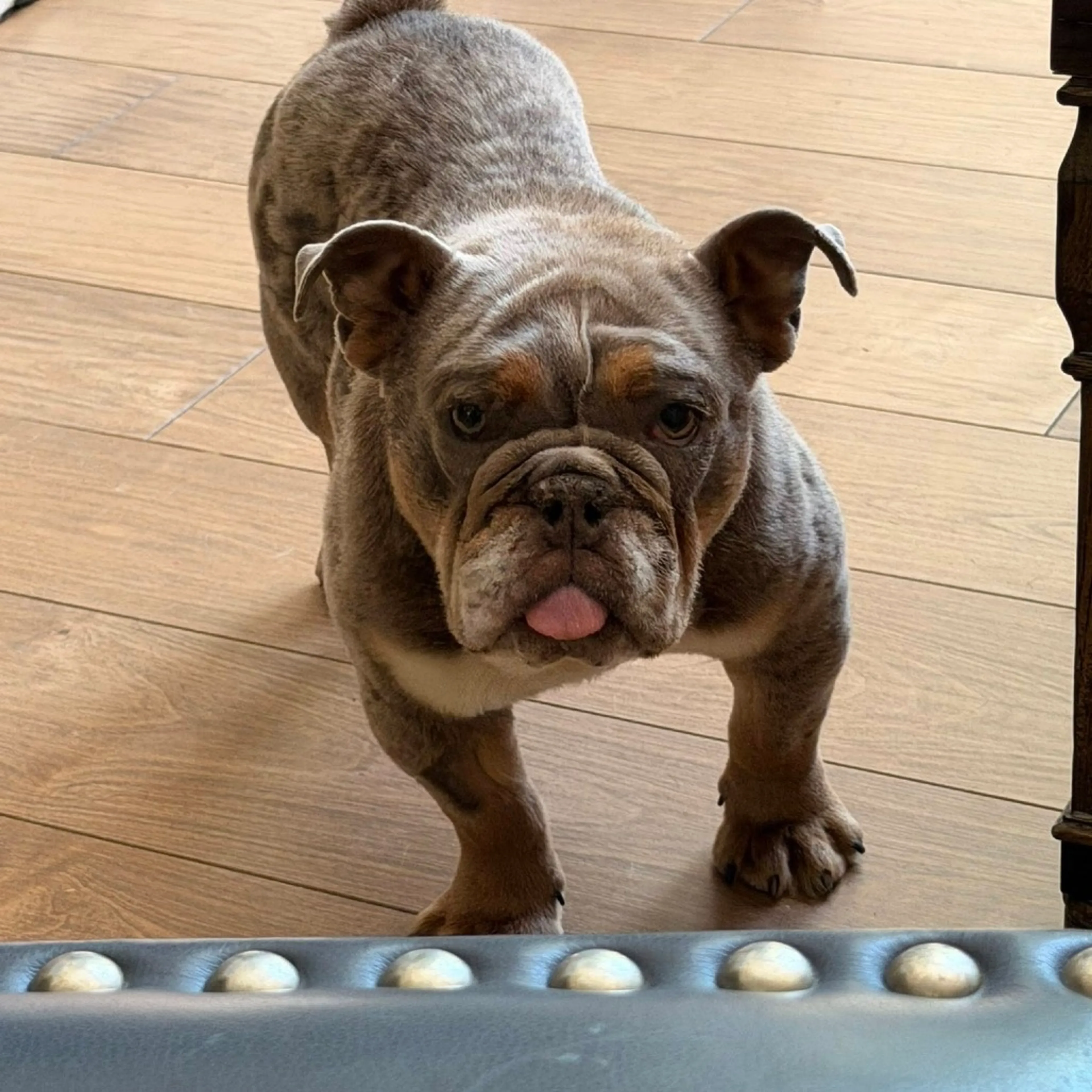 Found pet-1