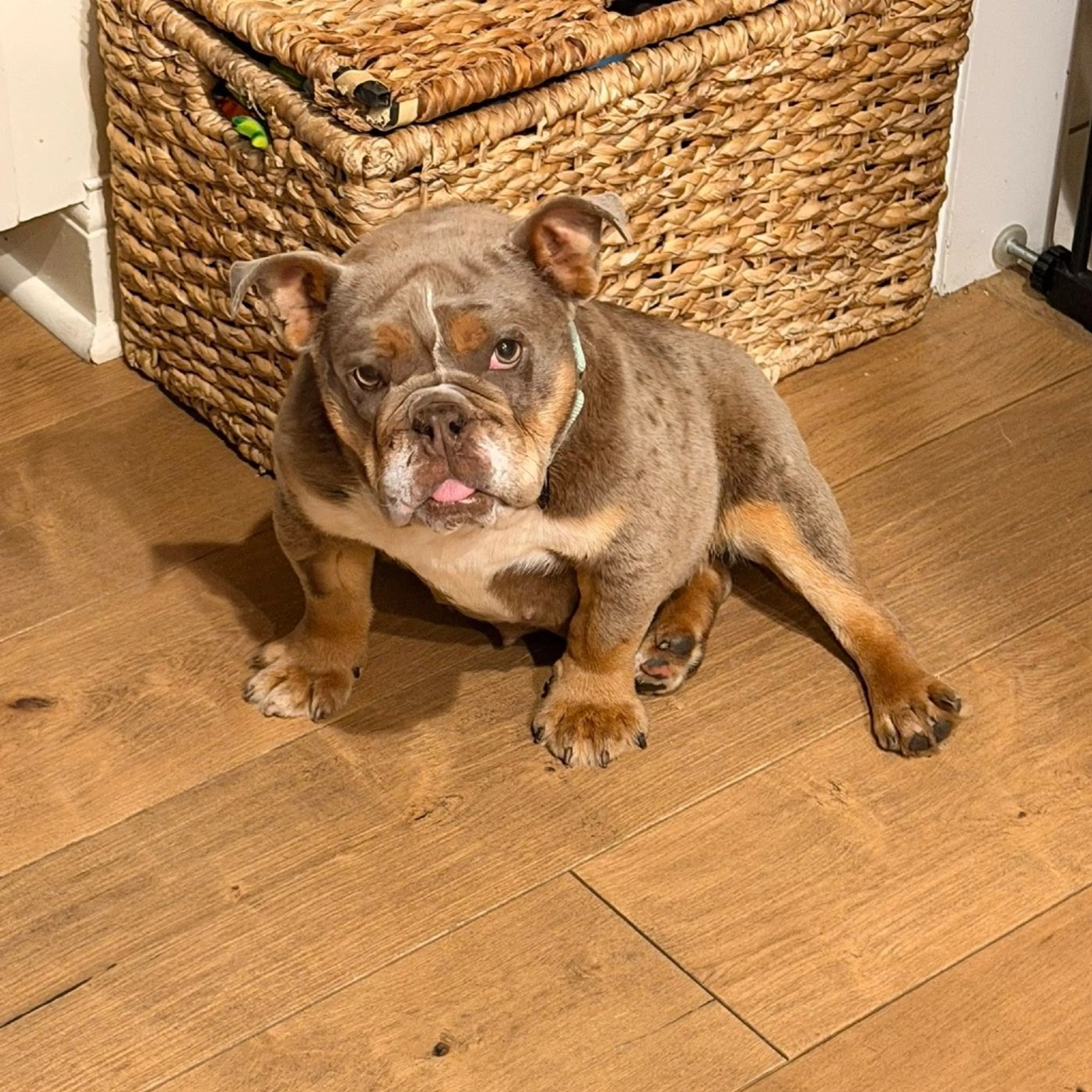 Found pet-2