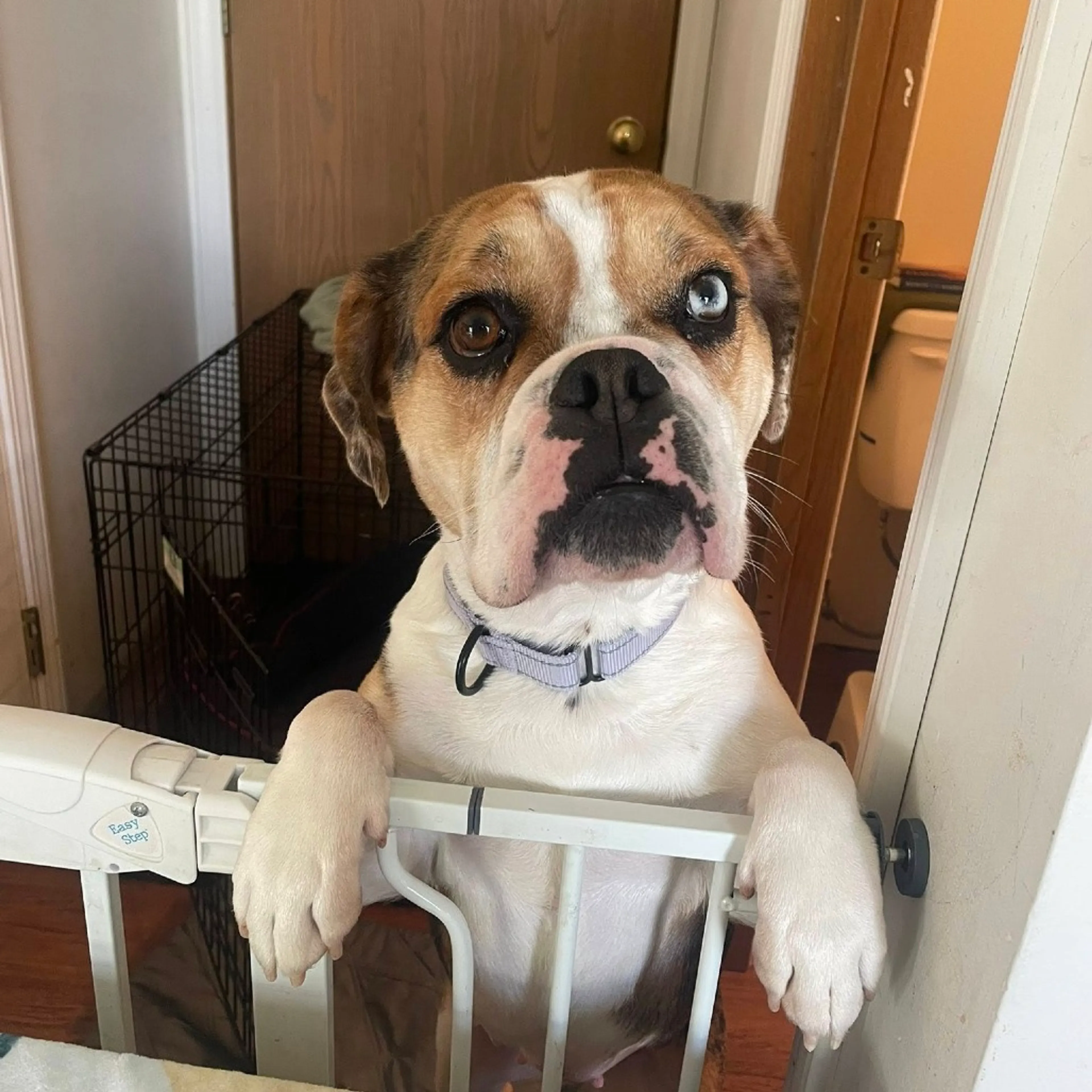 Found pet-3