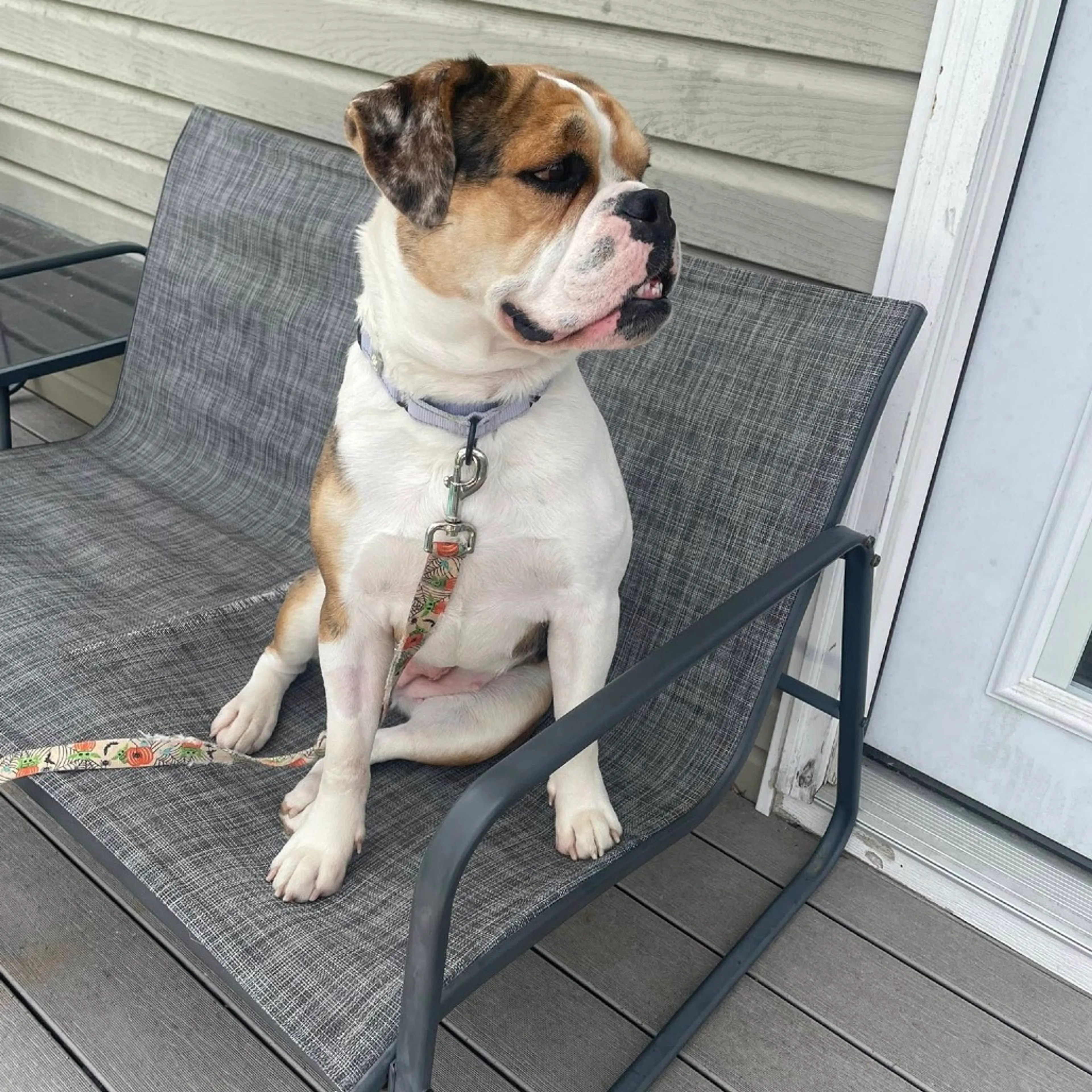 Found pet-2