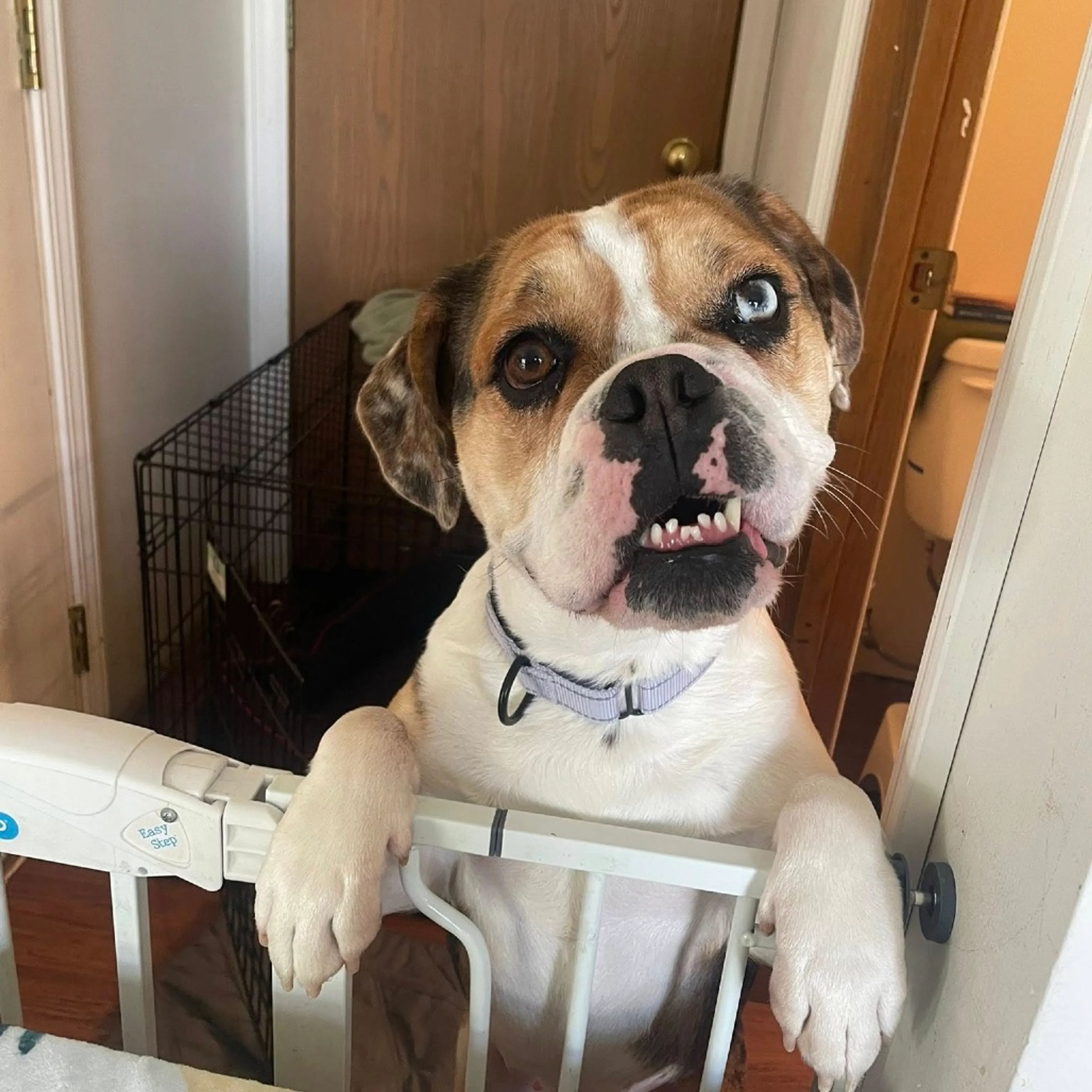 Found pet-0