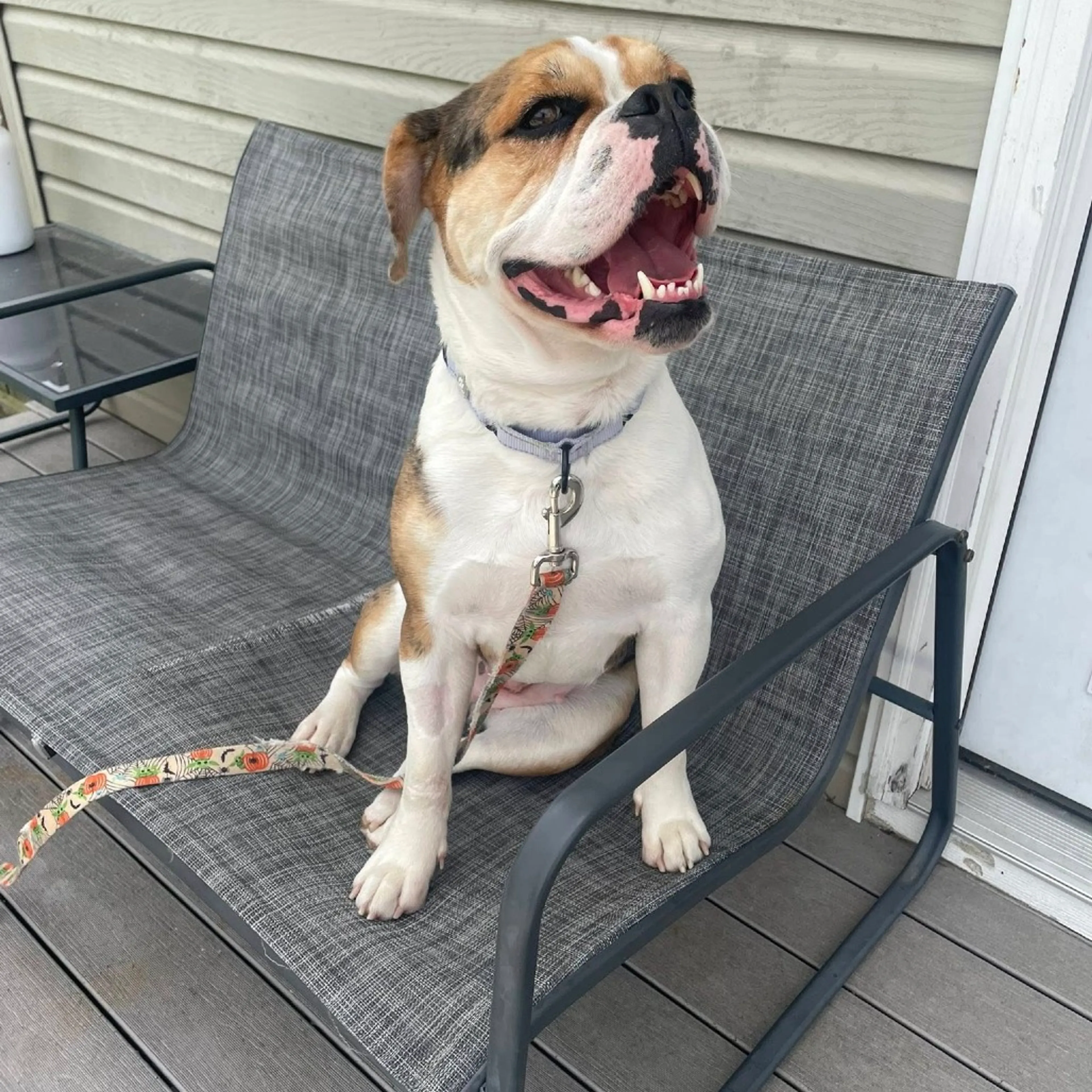 Found pet-1