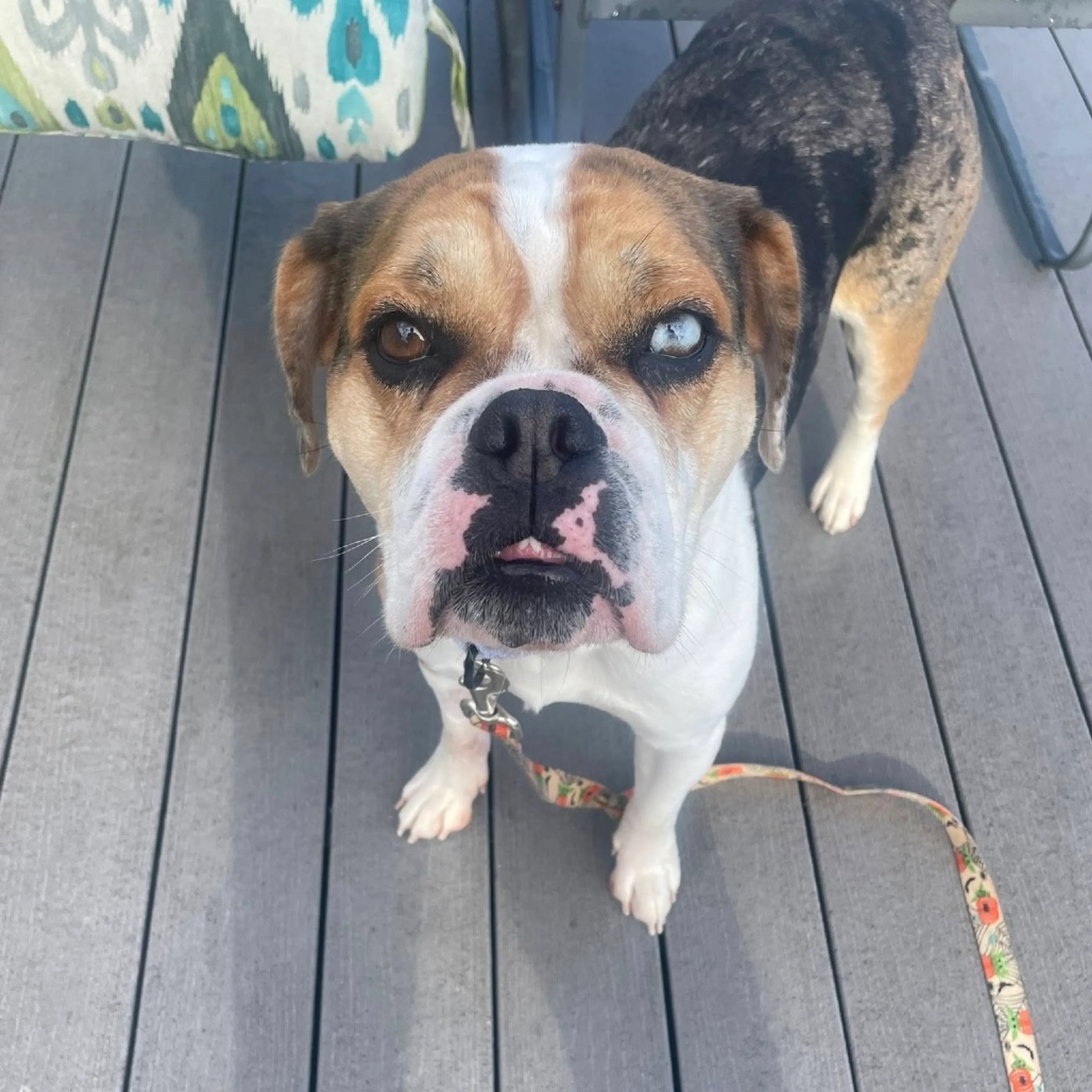 Found pet-4