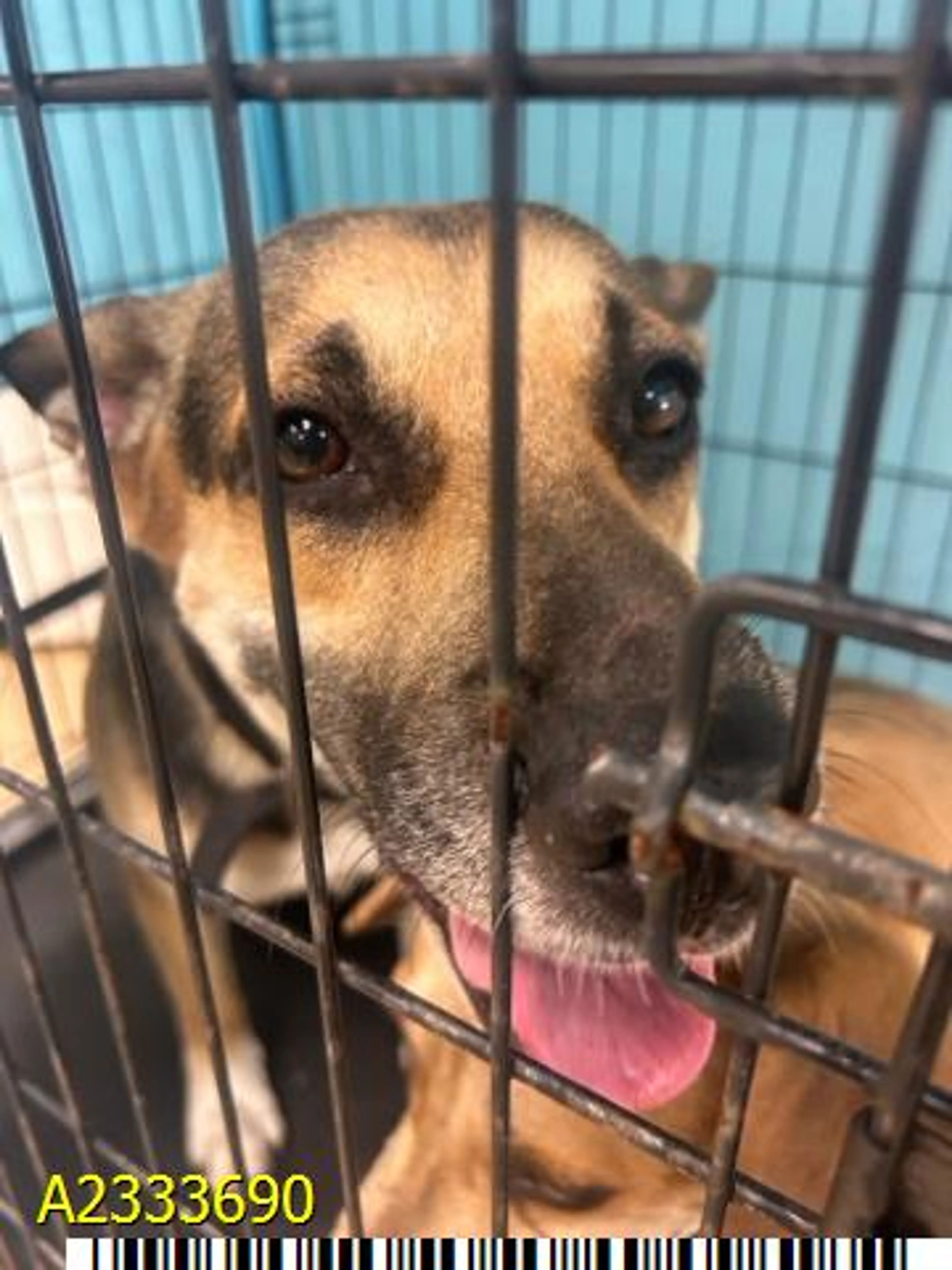 Found pet