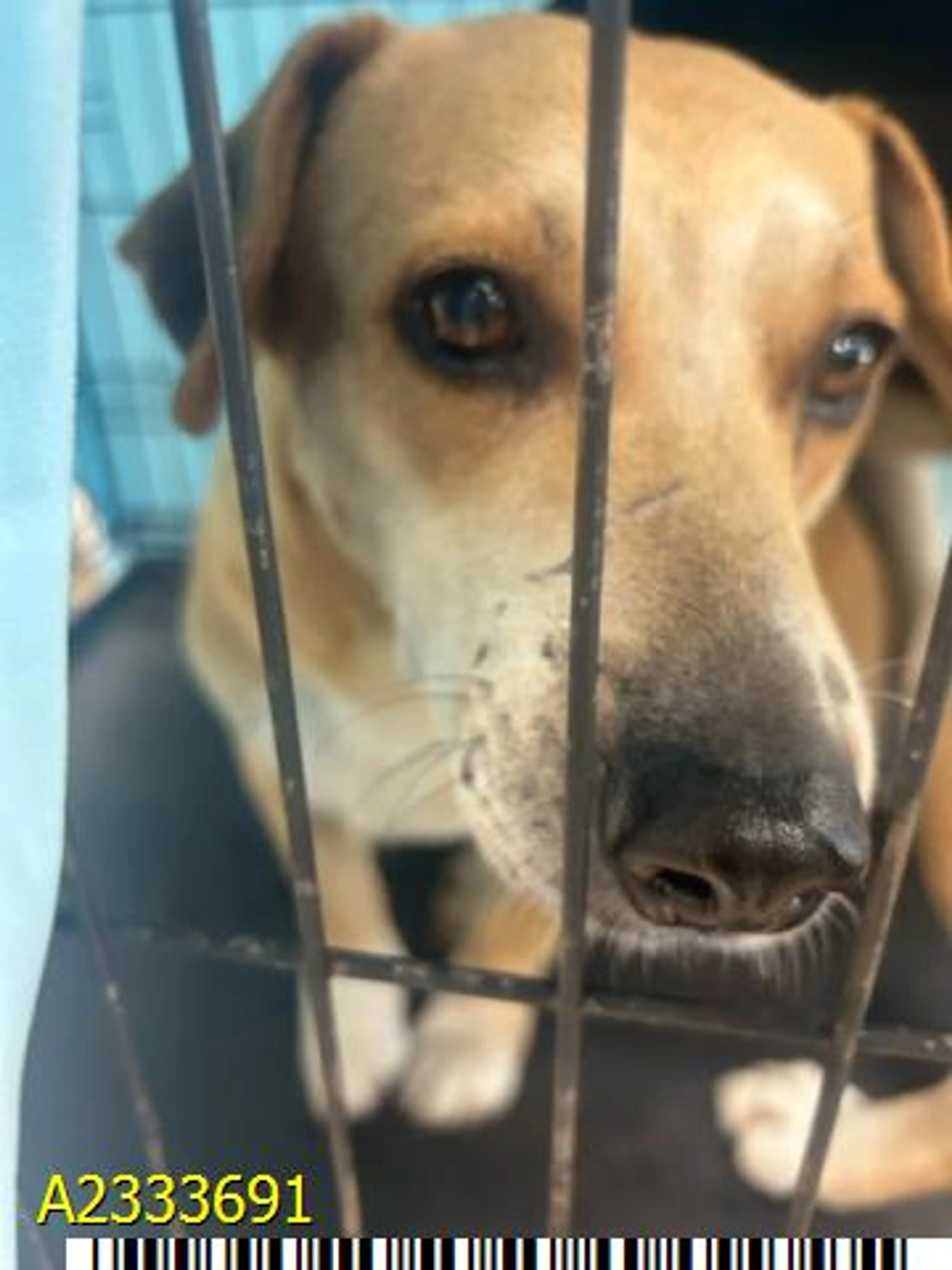 Found pet