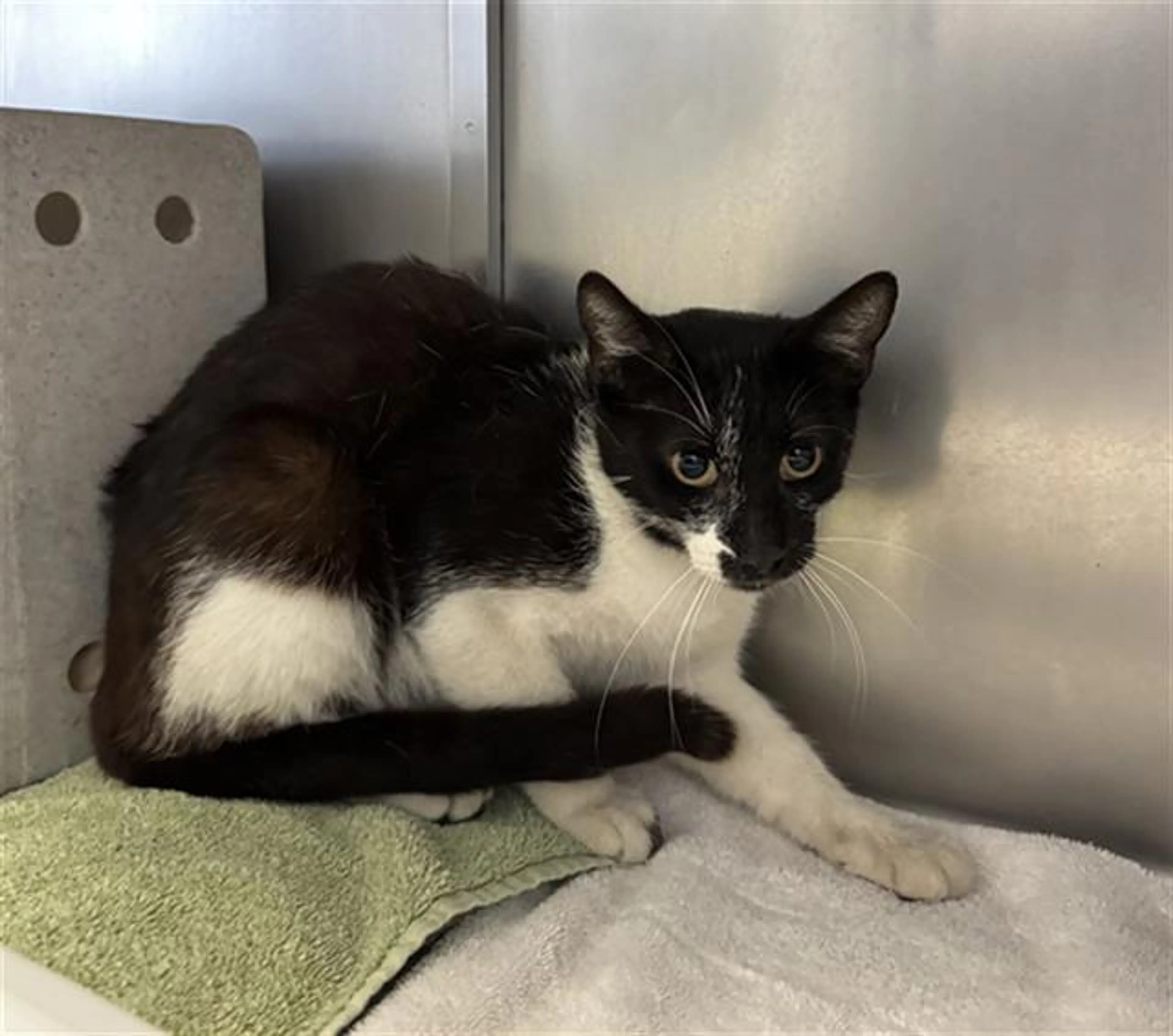 Found pet