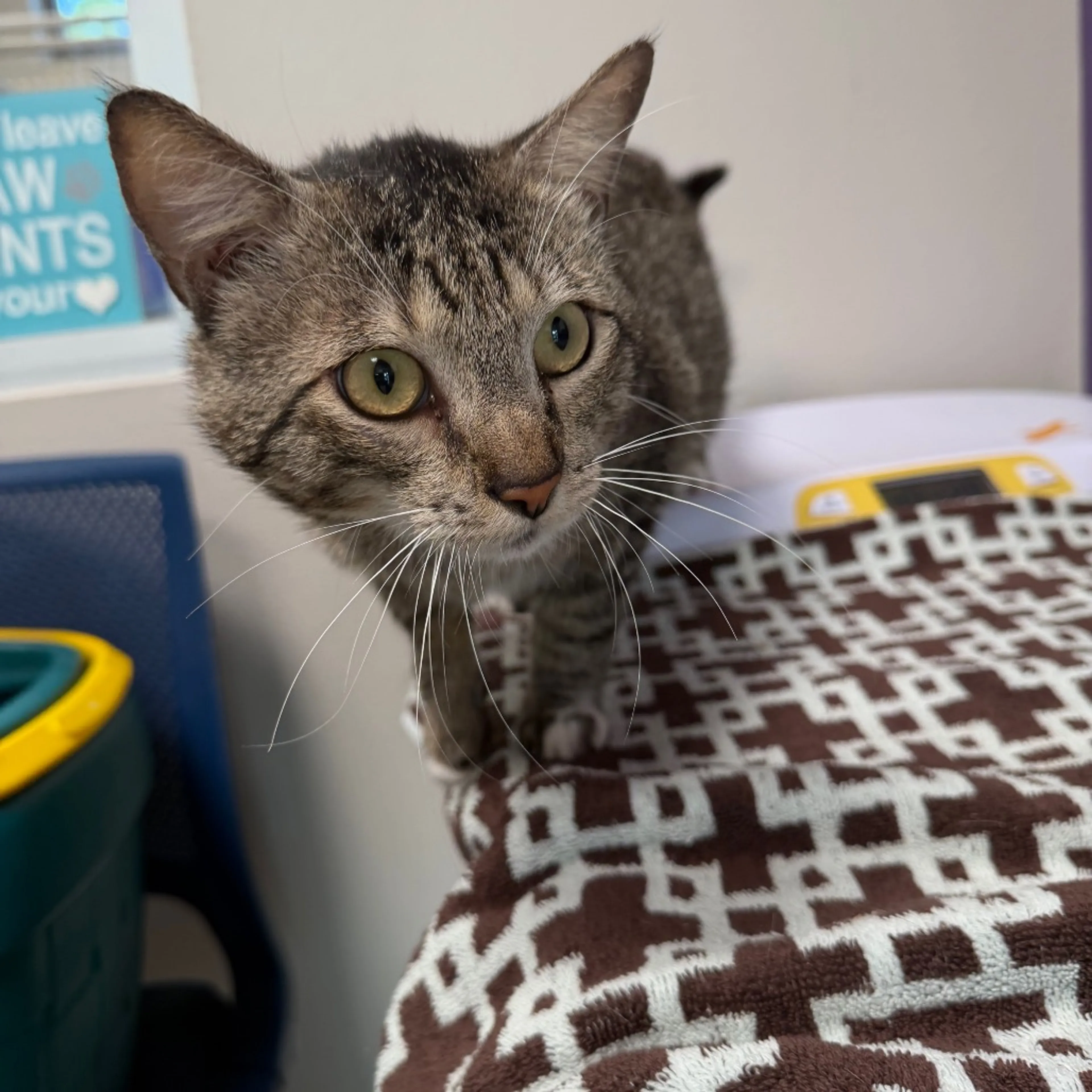 Found pet