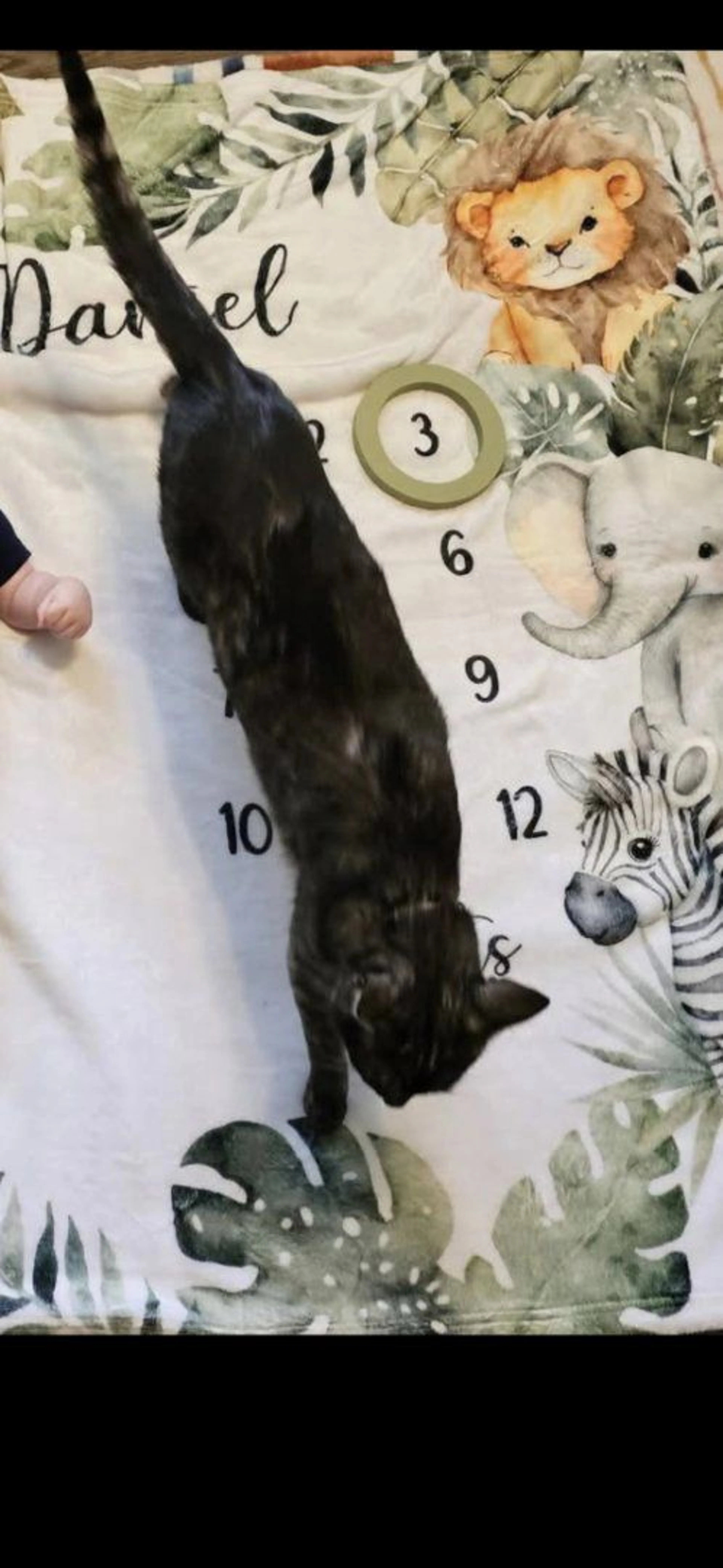Lost pet