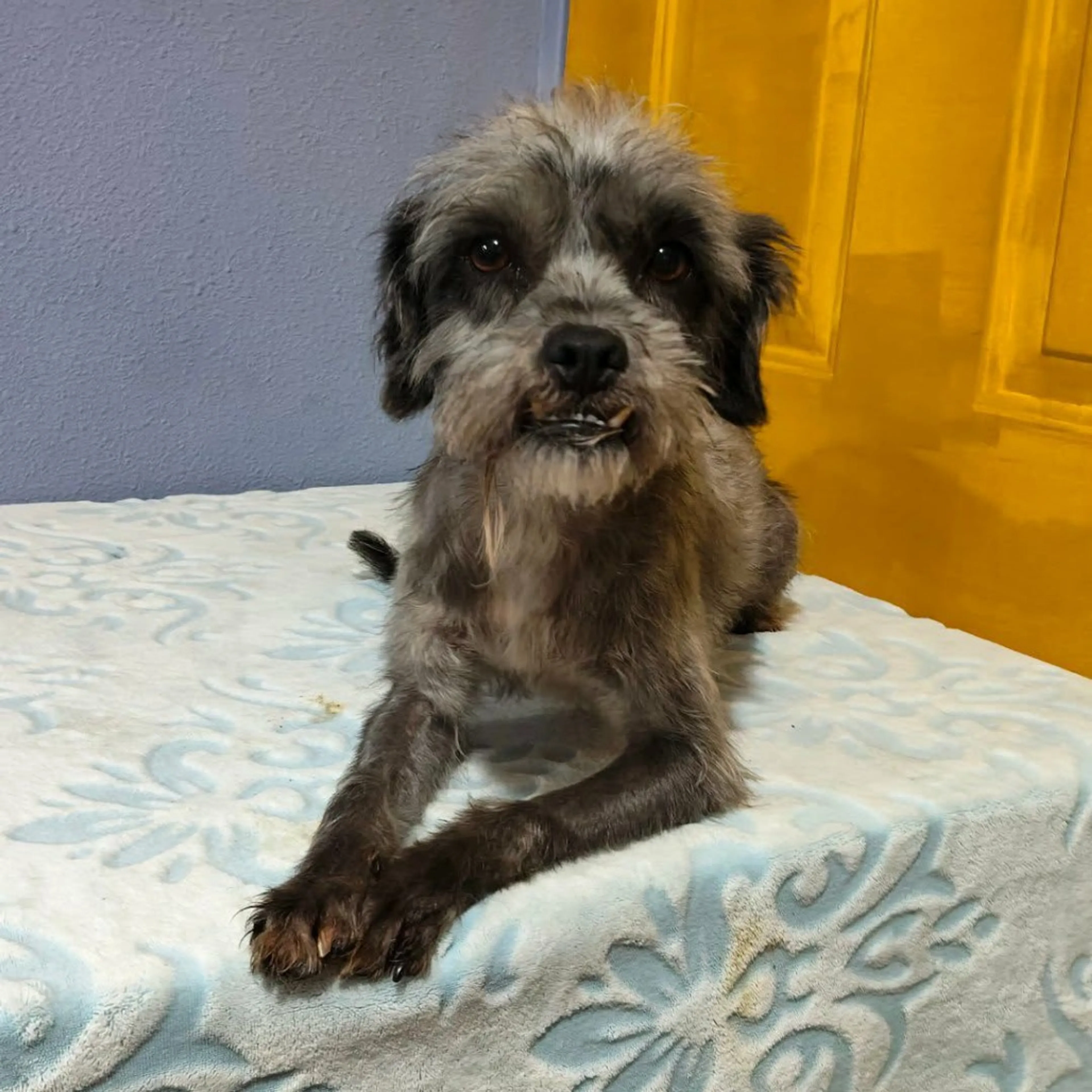 Found pet-1