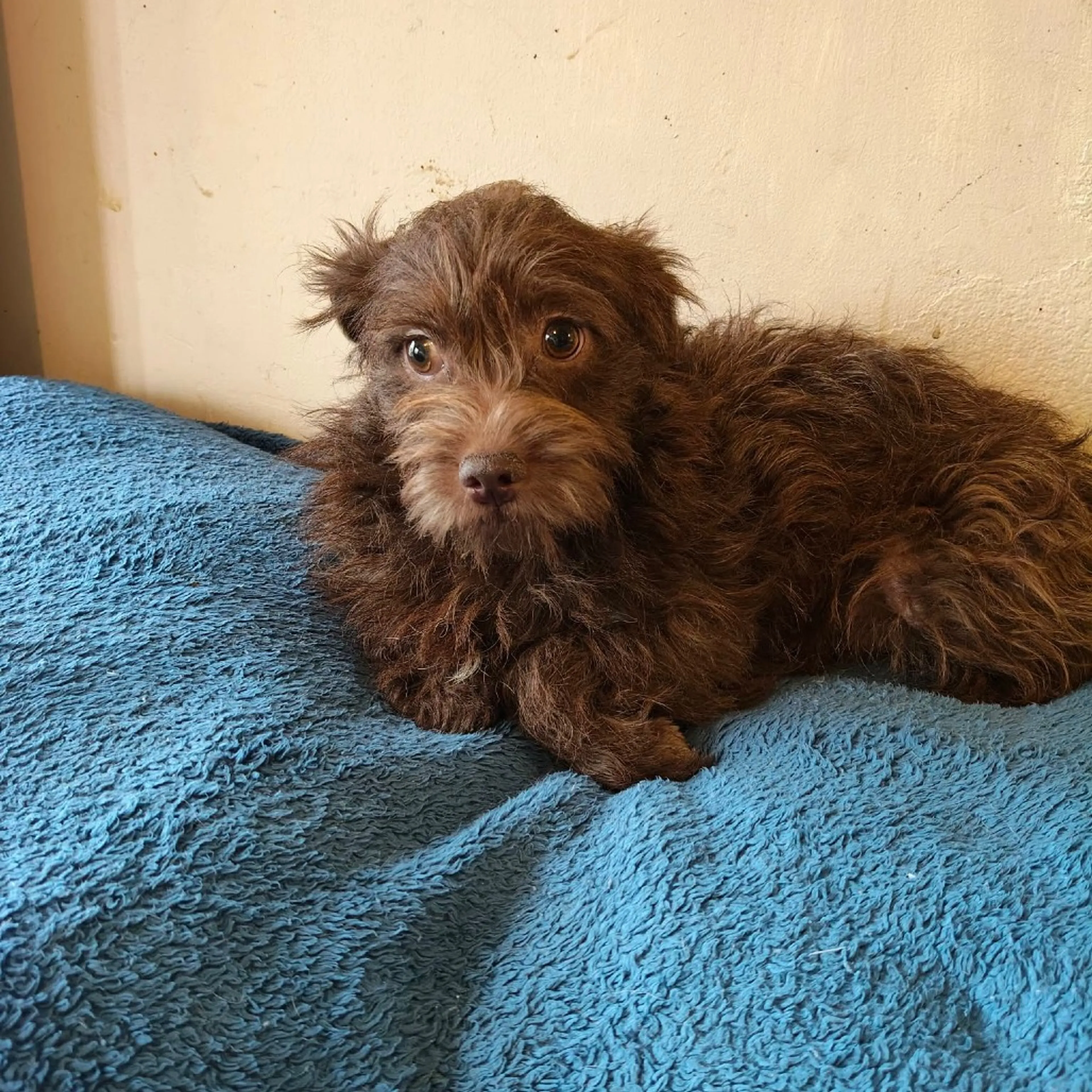 Found pet-3