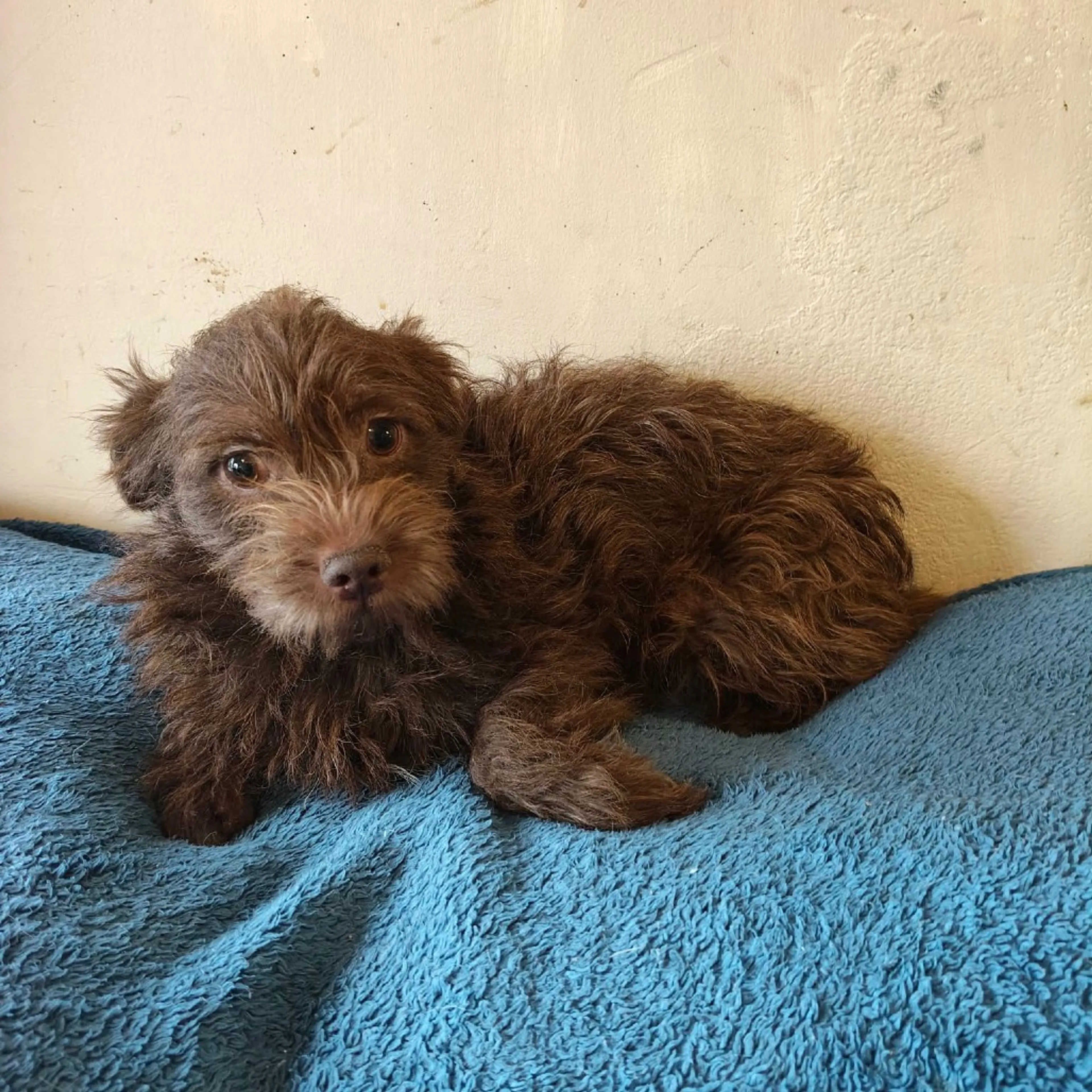 Found pet-6