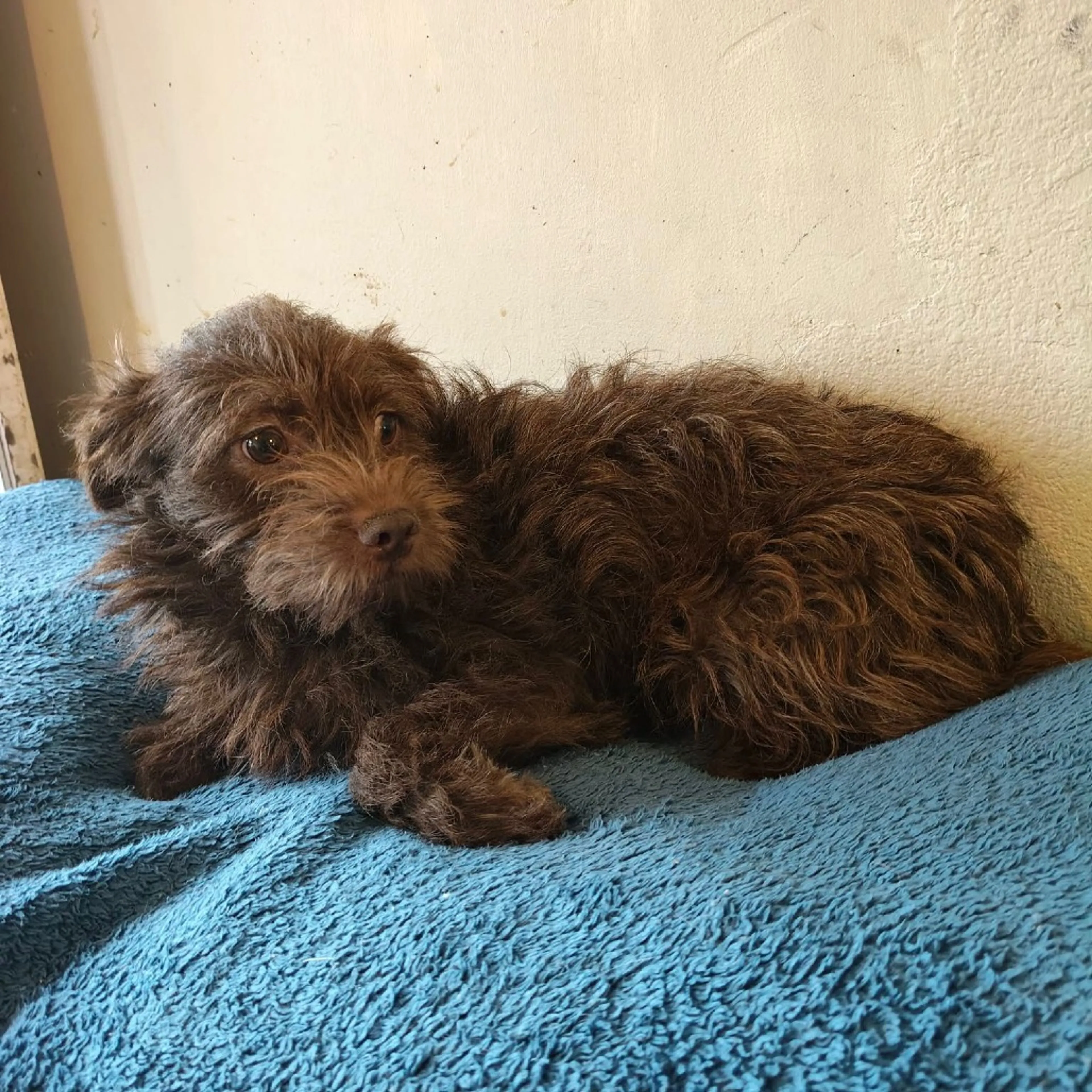 Found pet-8