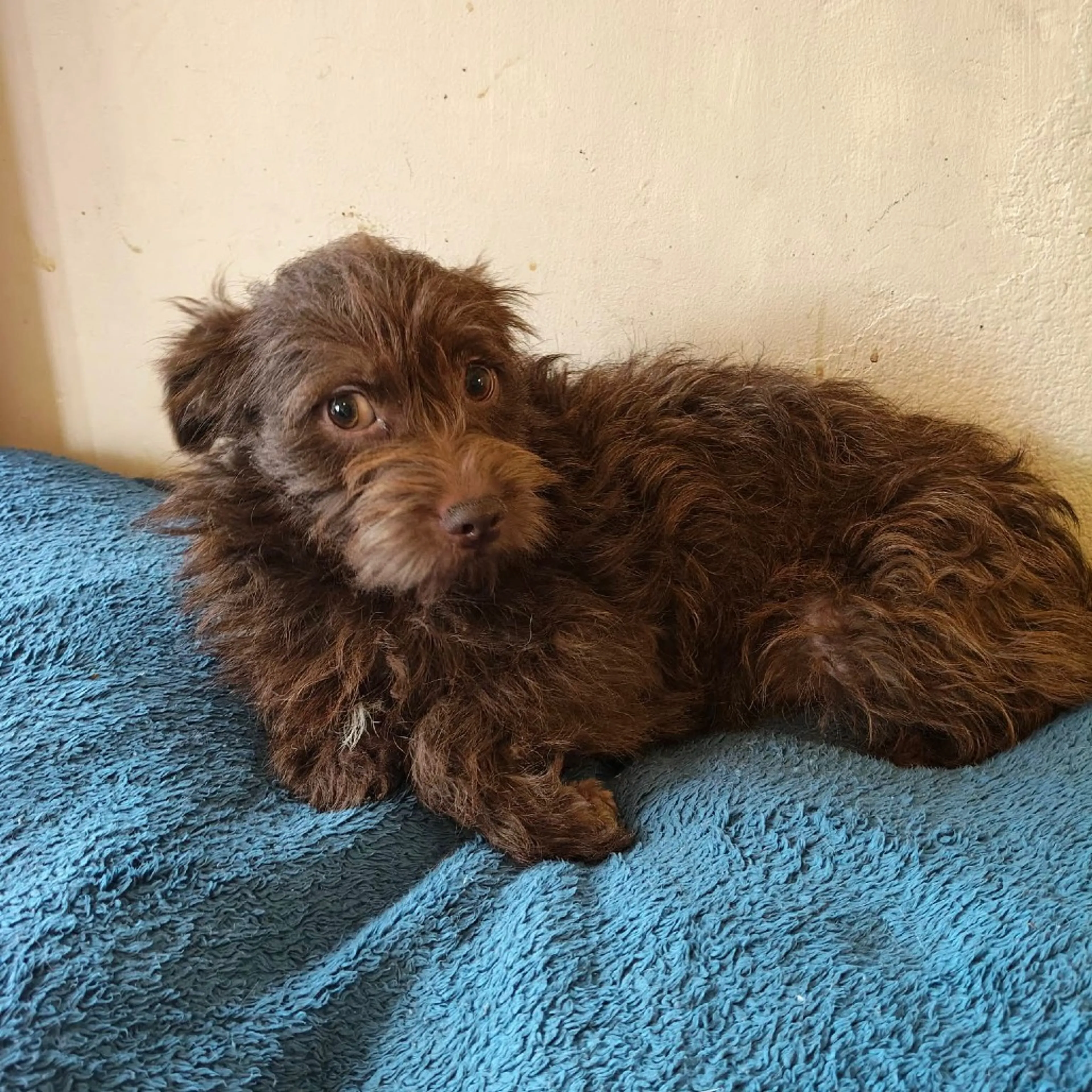 Found pet-1