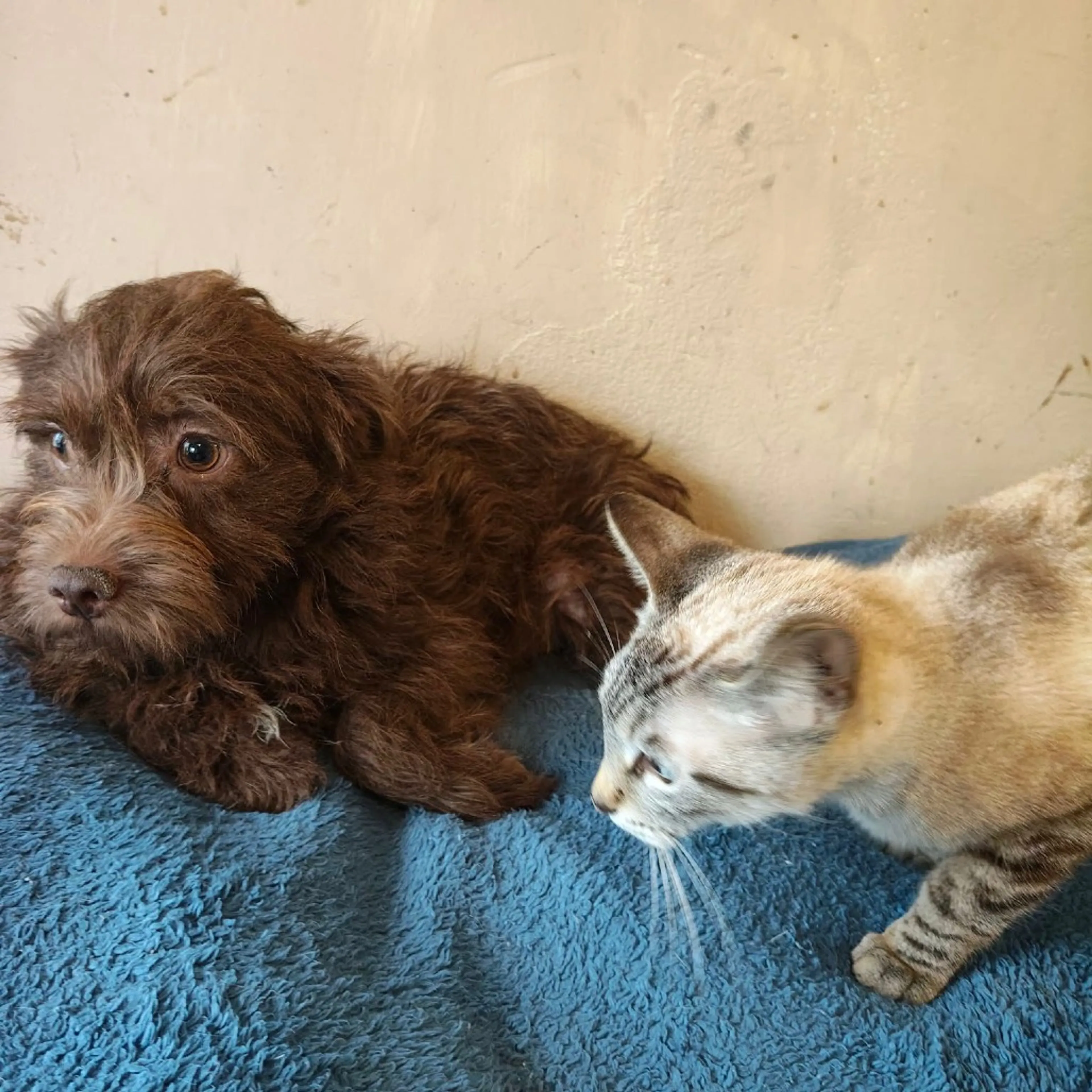 Found pet-5