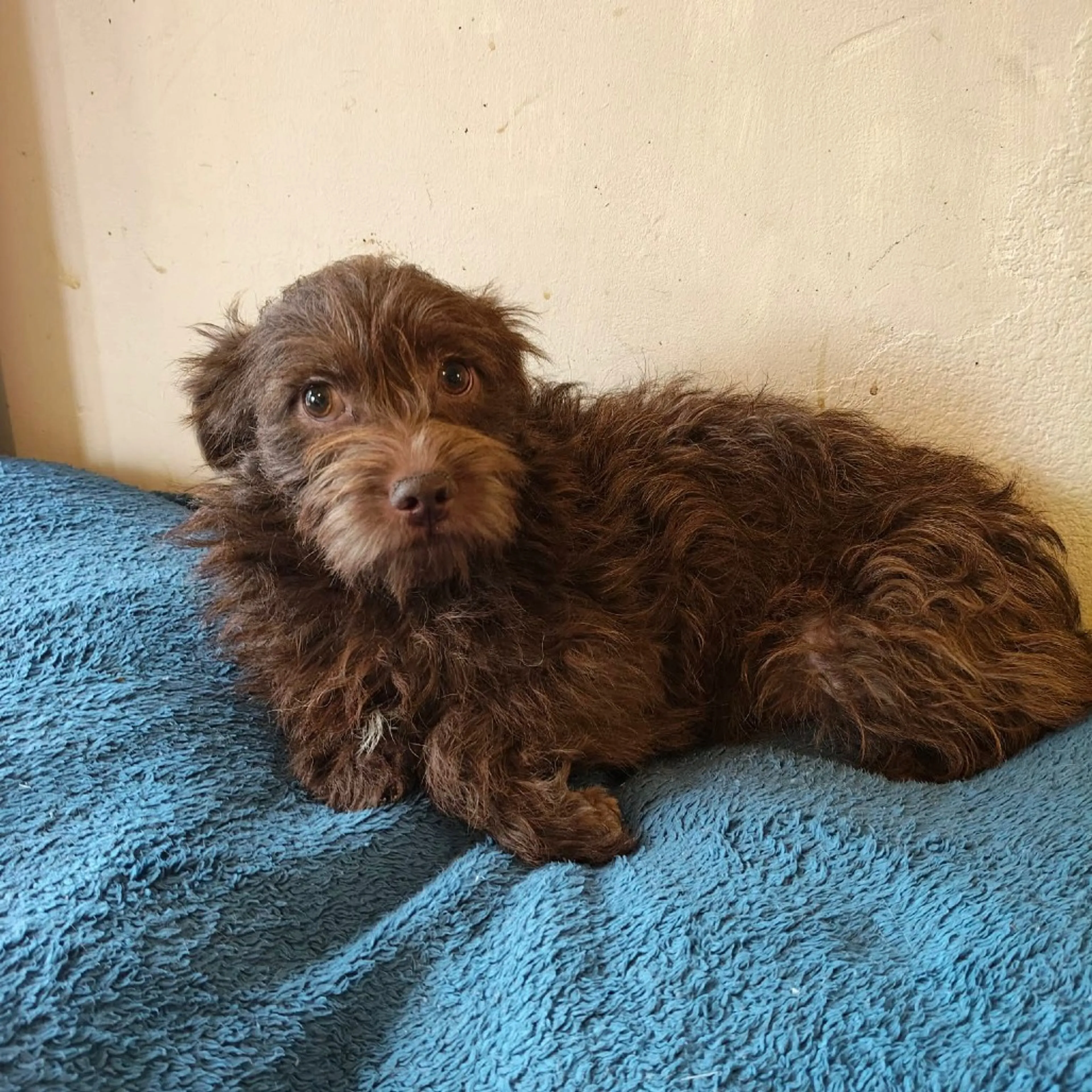 Found pet-2