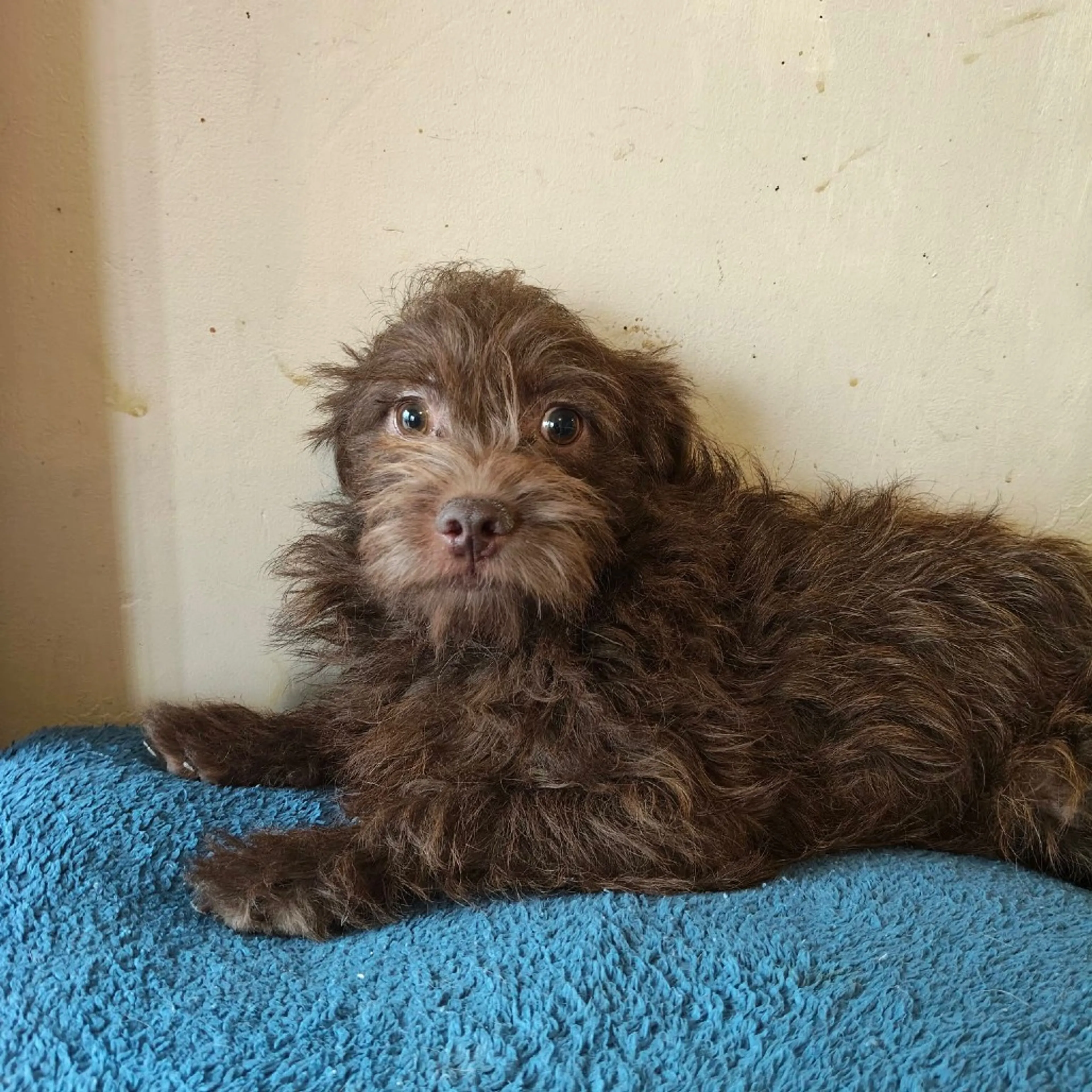 Found pet-4