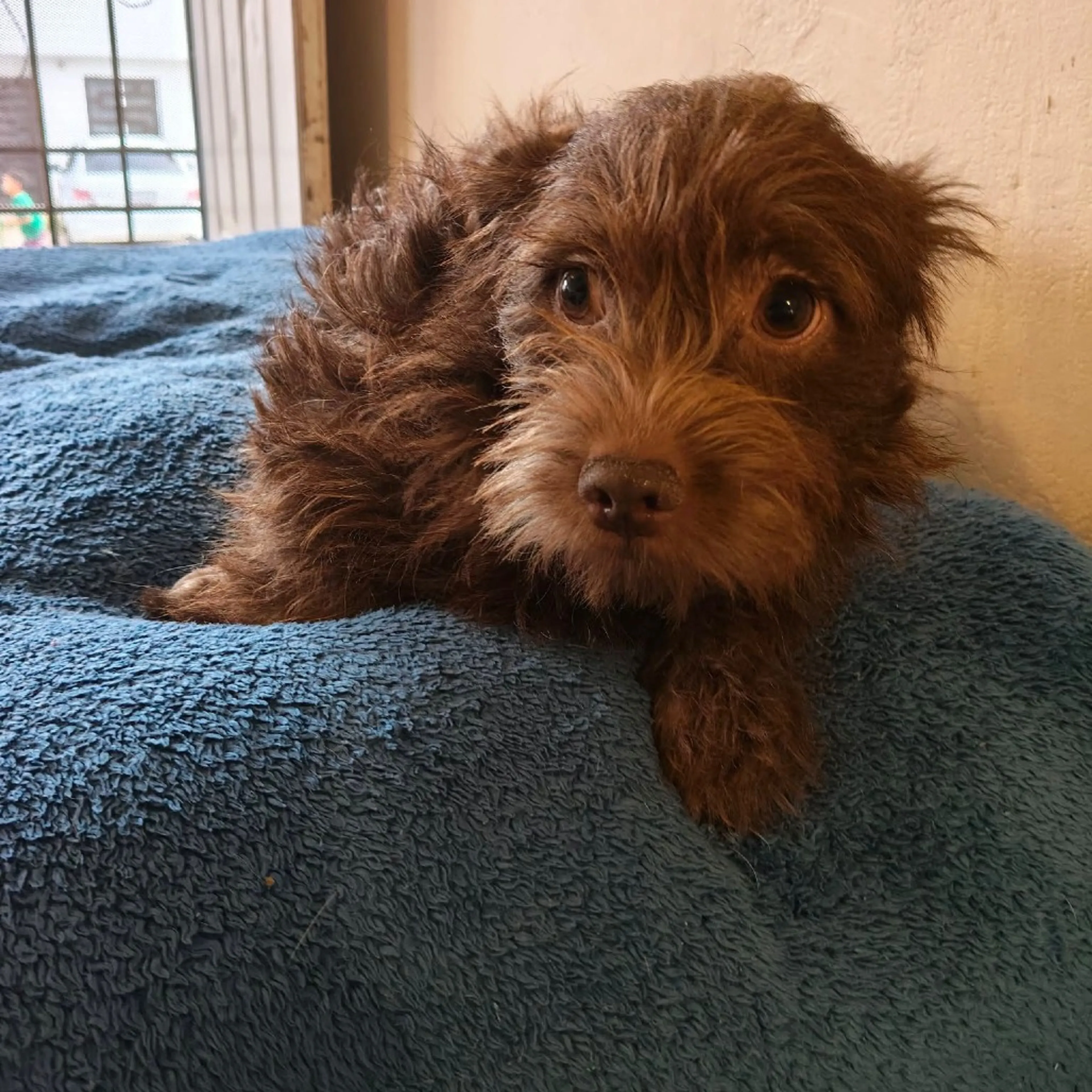 Found pet-9