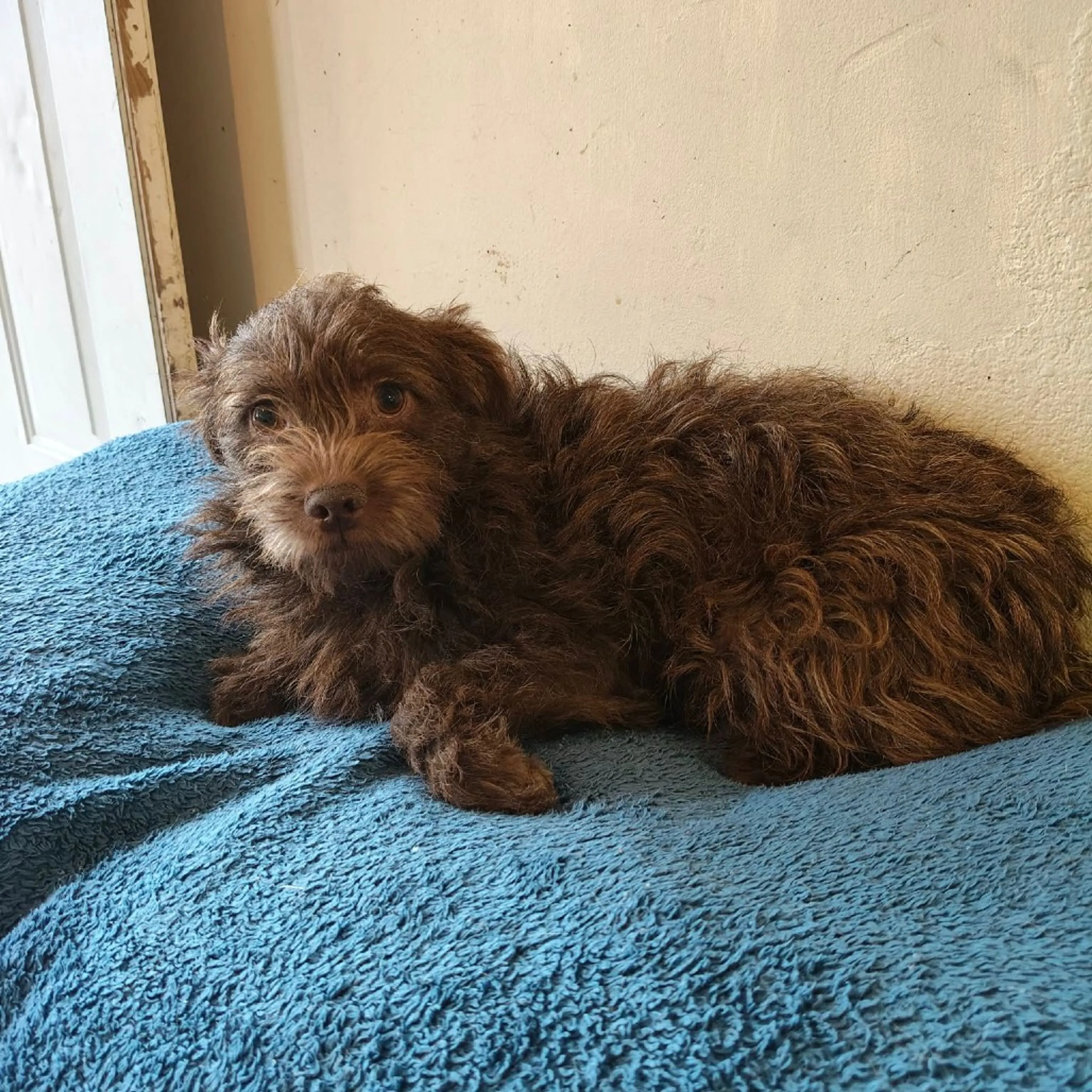 Found pet-7