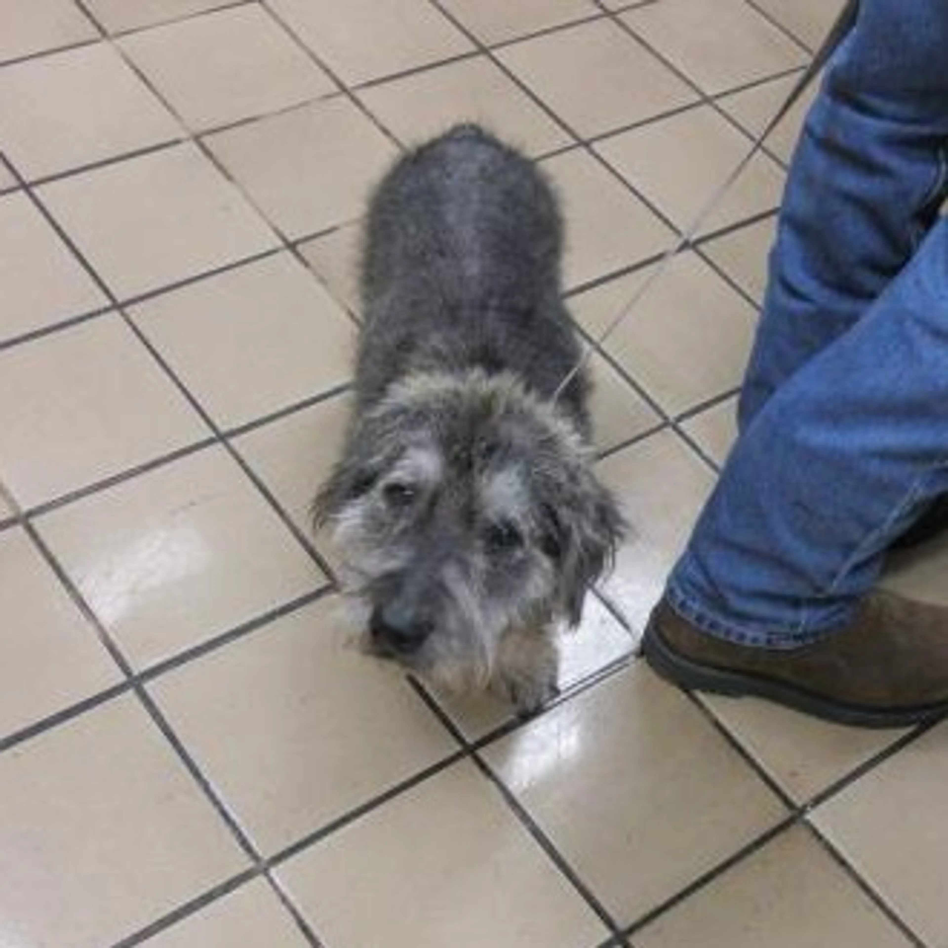 Found pet-1