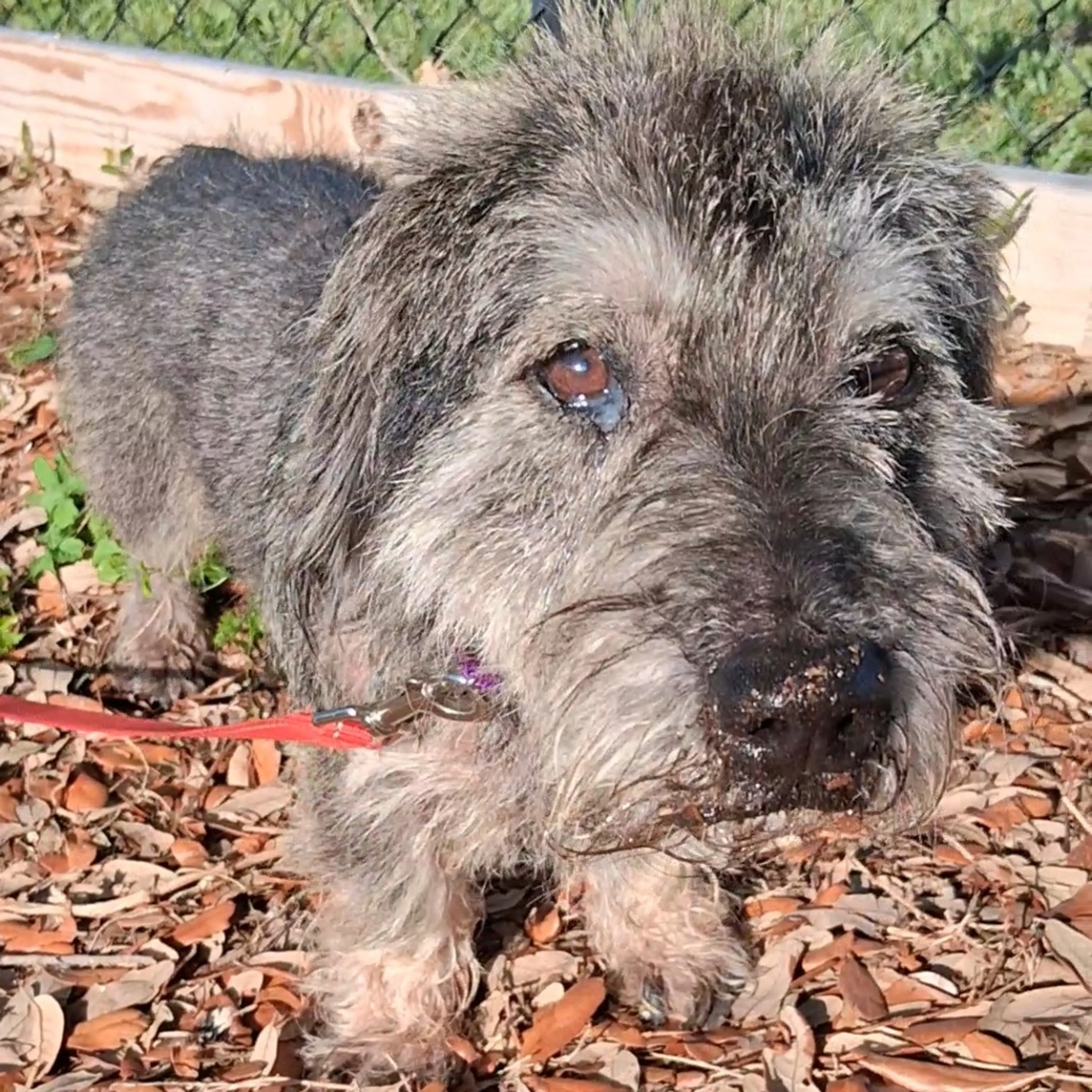 Found pet-4