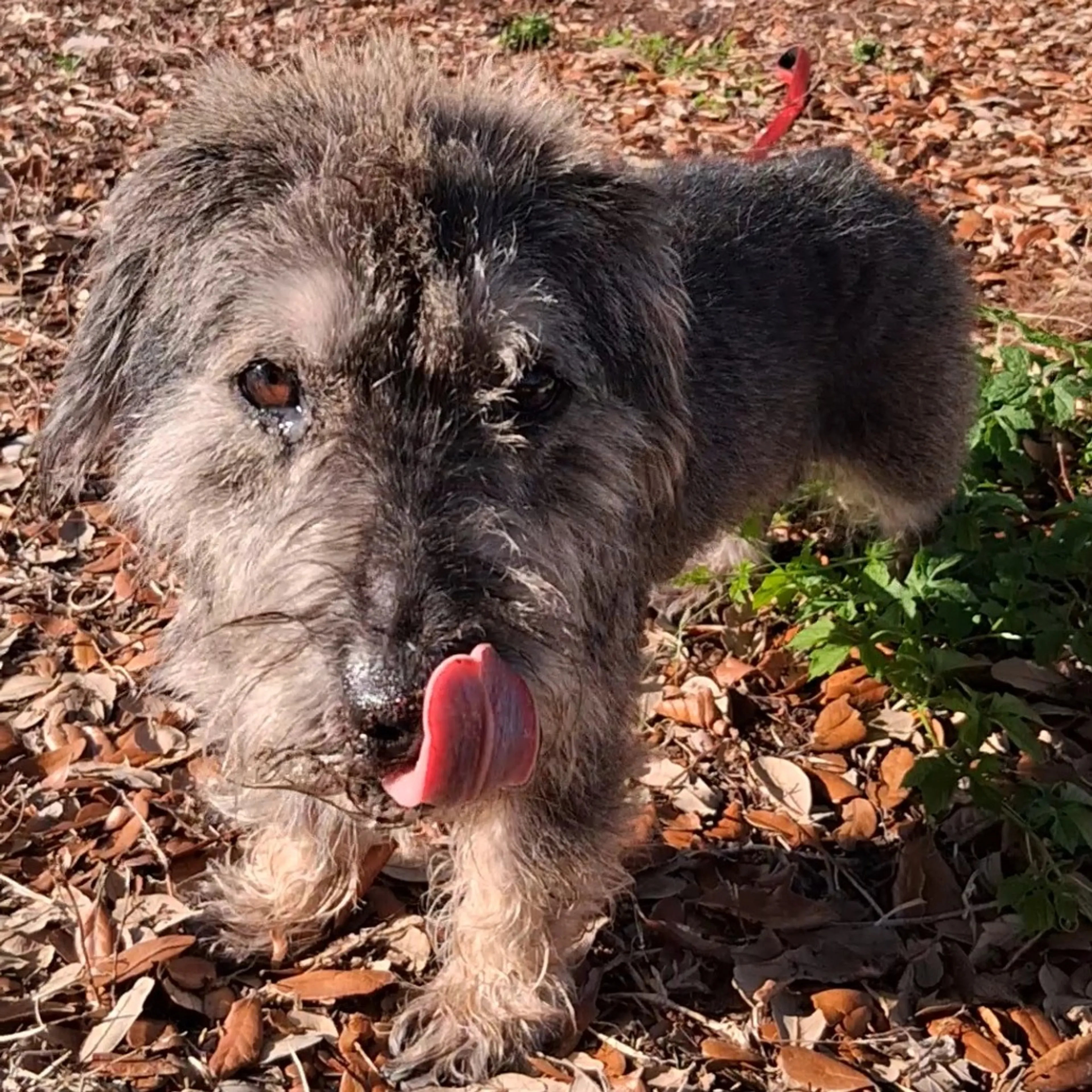 Found pet-2