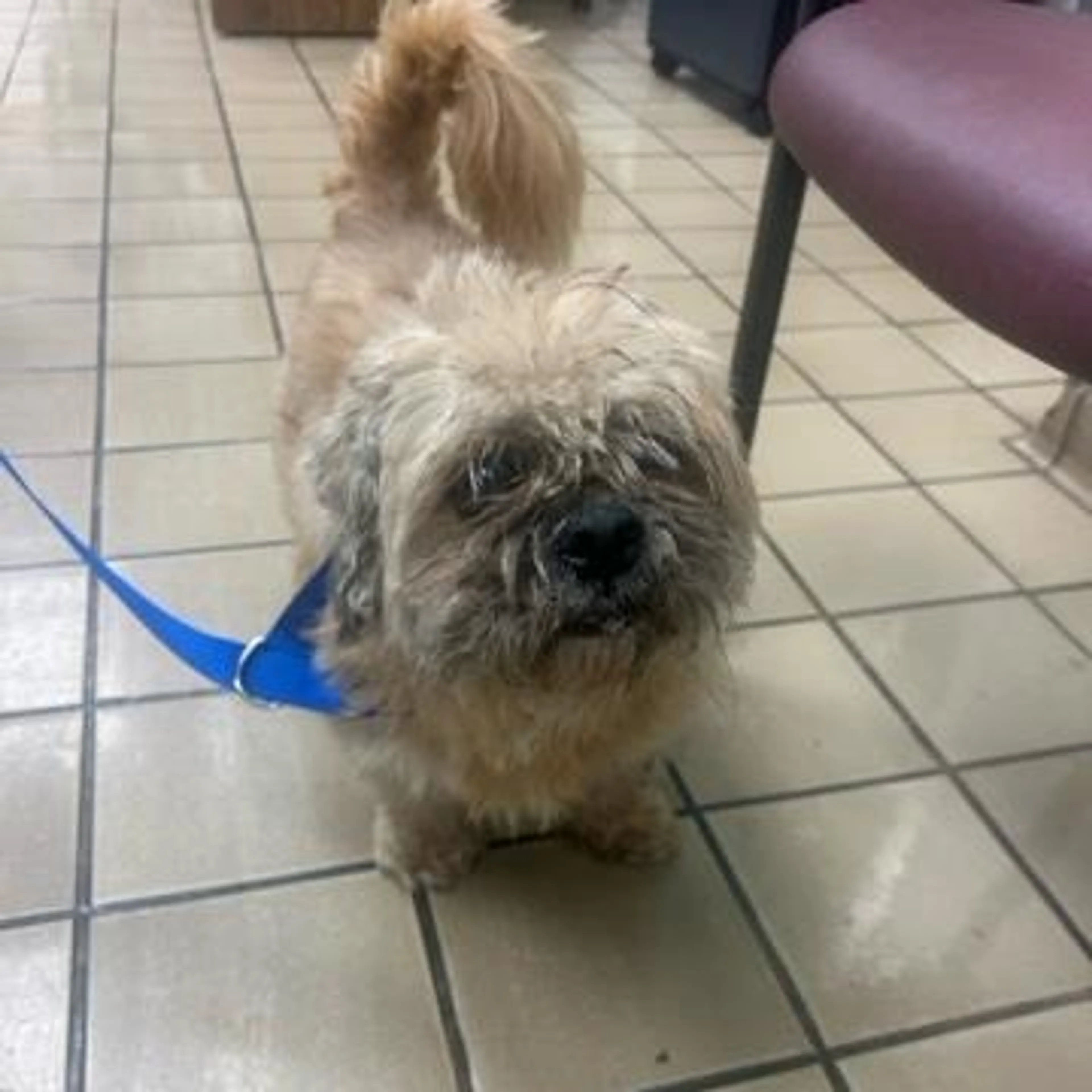Found pet-1