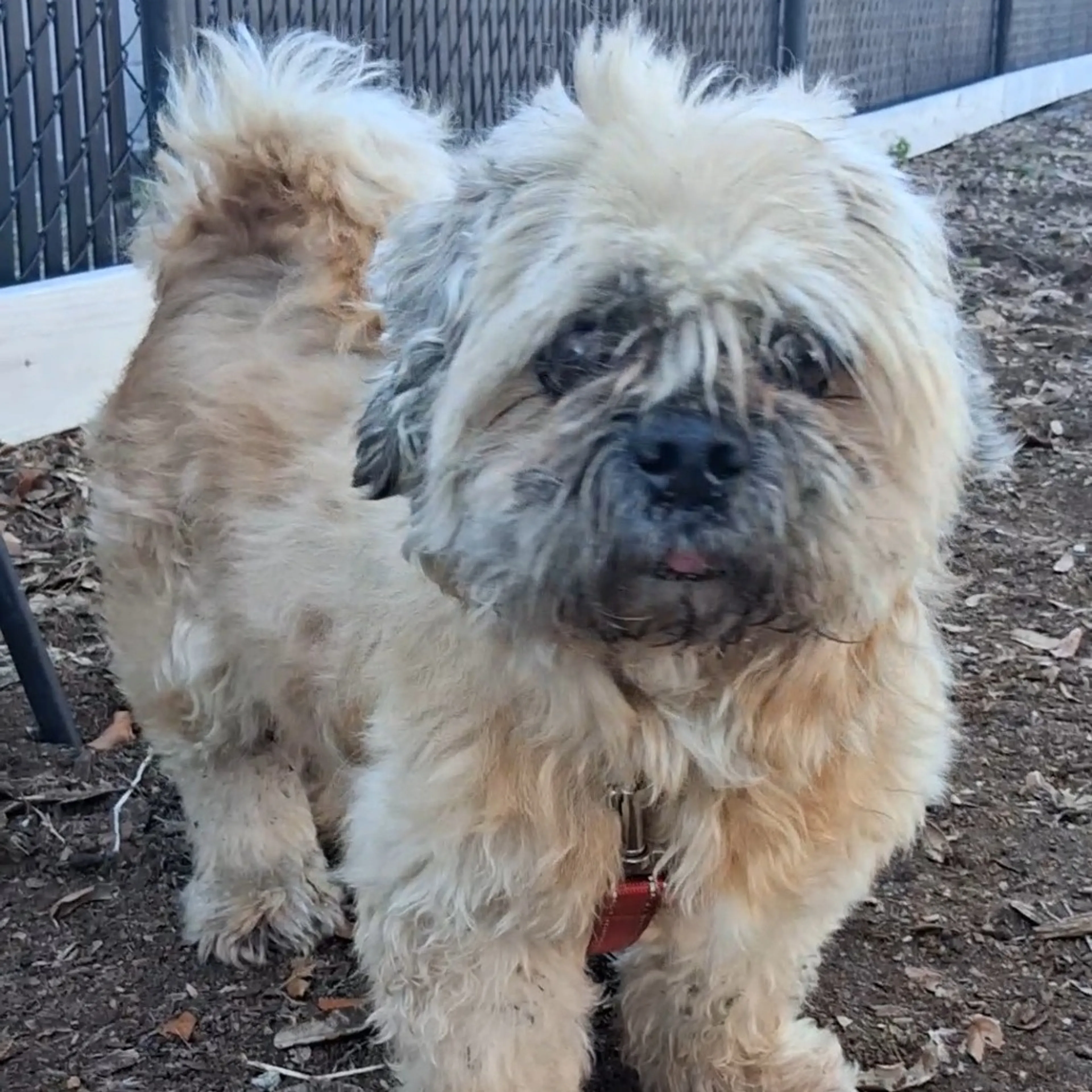 Found pet-5