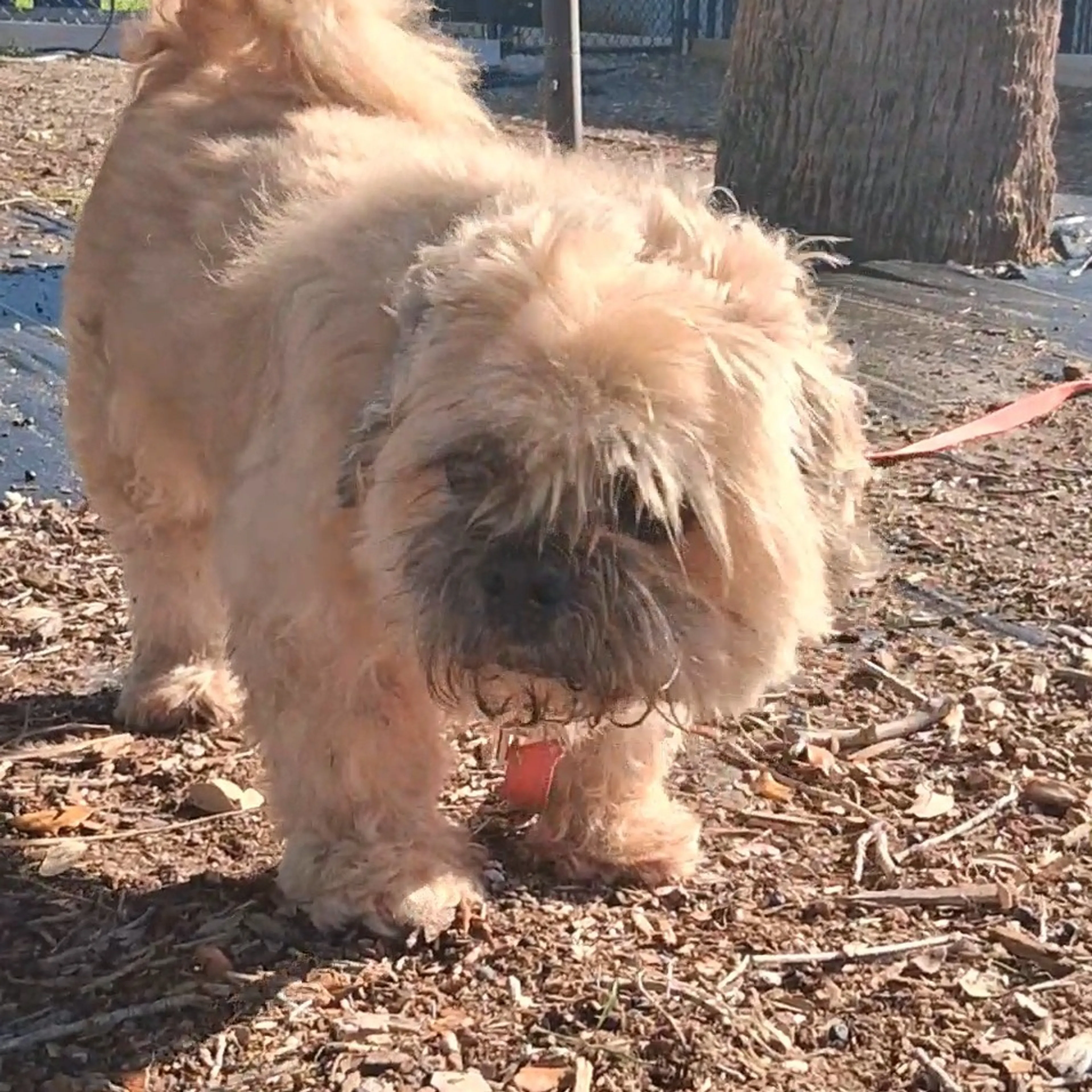 Found pet-3