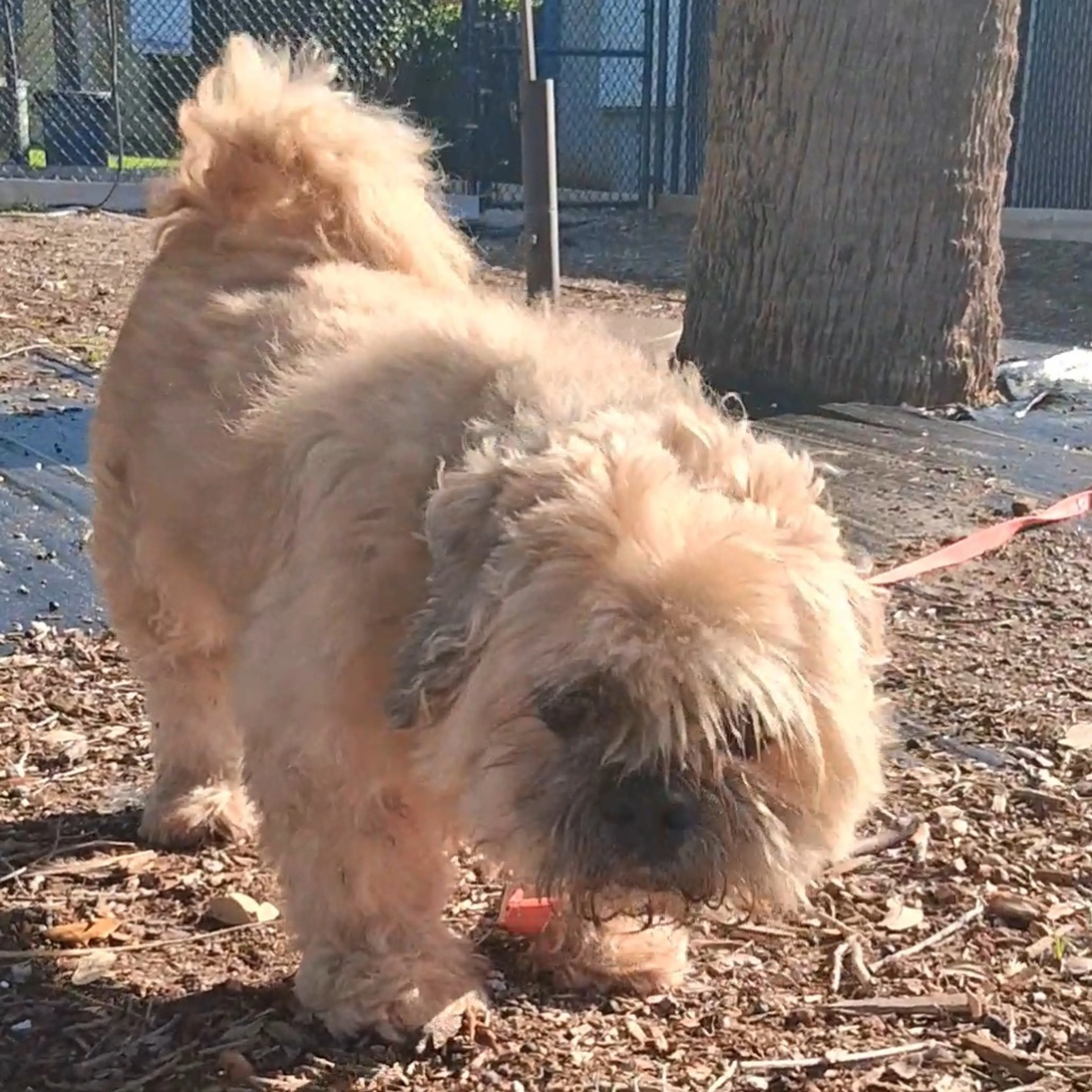Found pet-4
