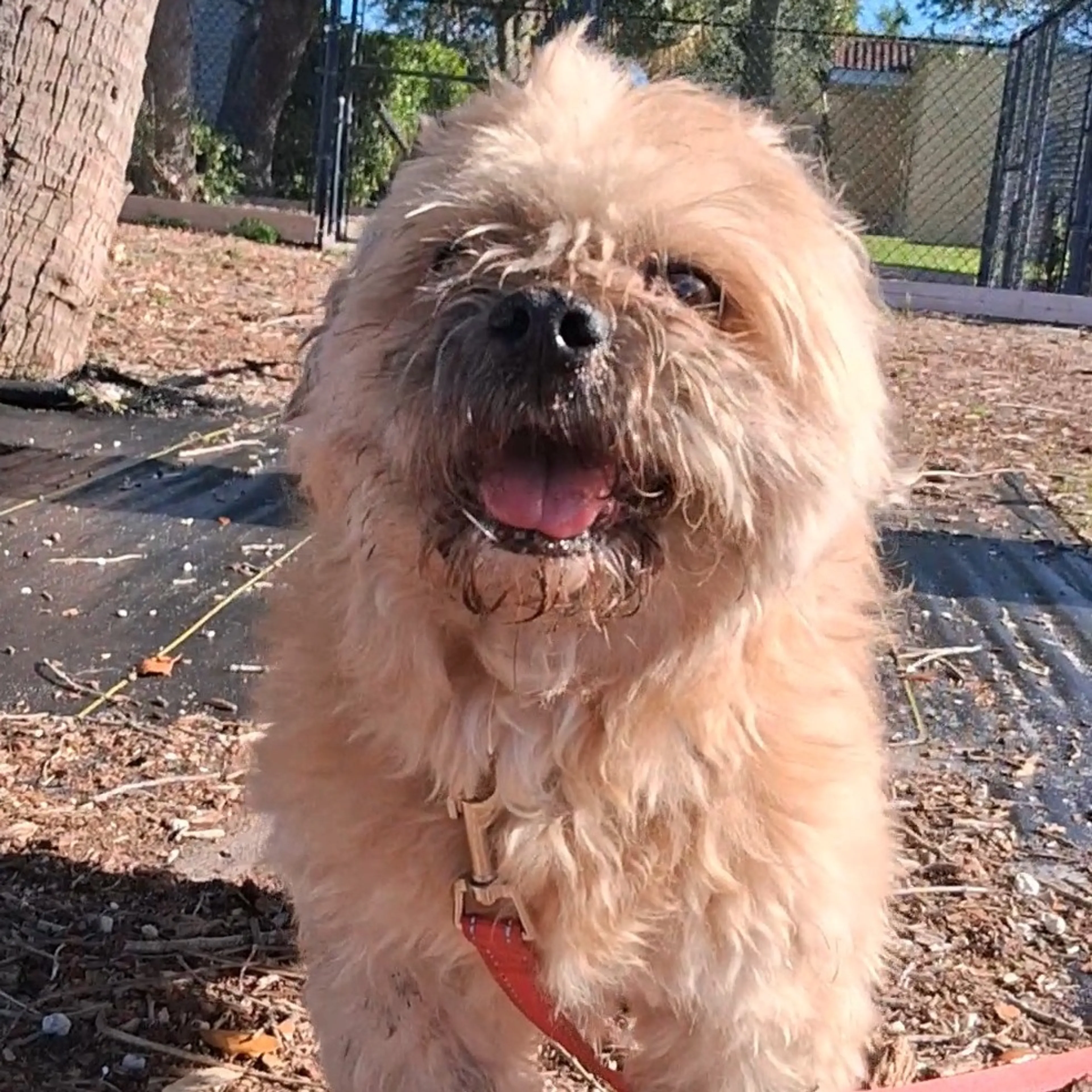 Found pet-2