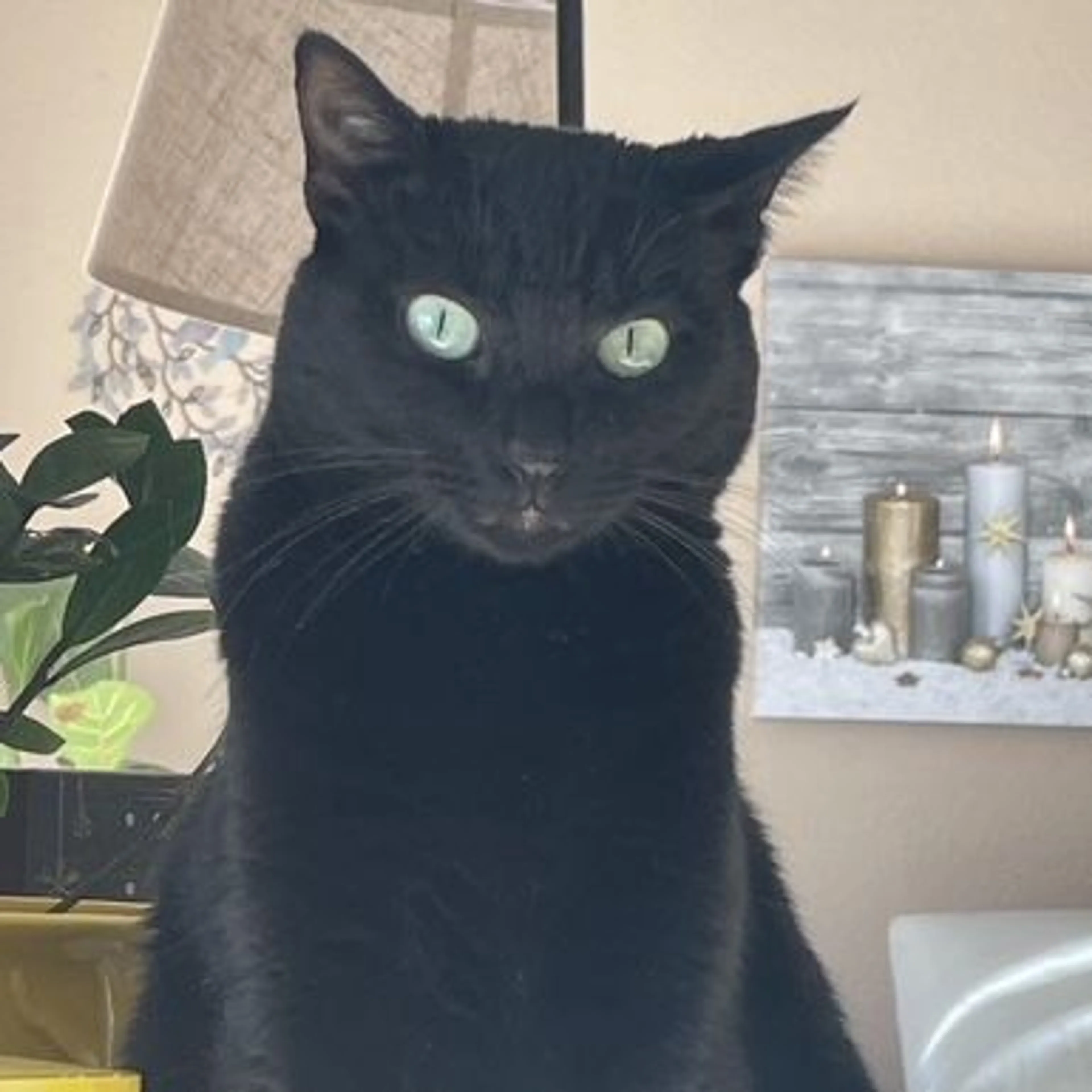 Lost pet