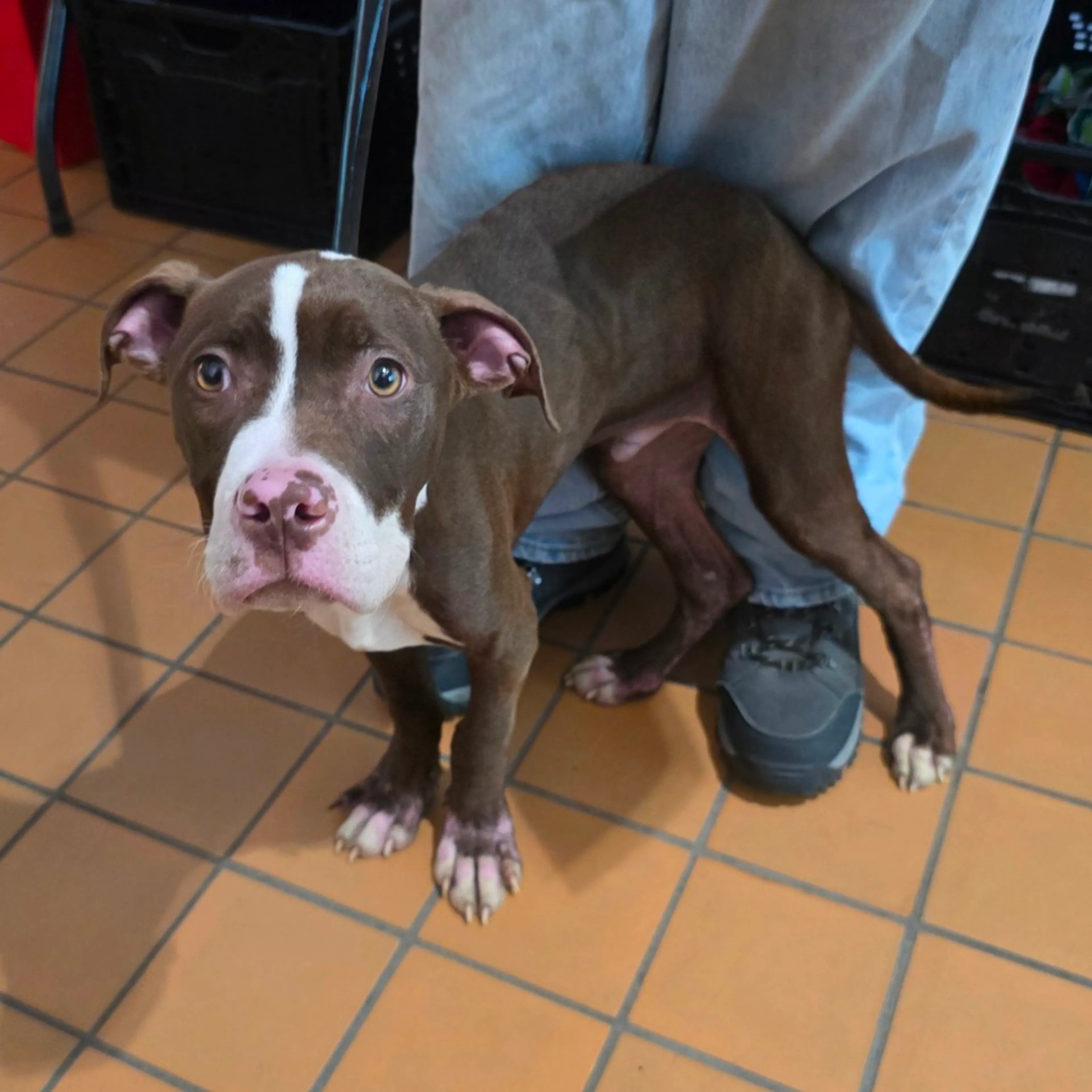 Found pet