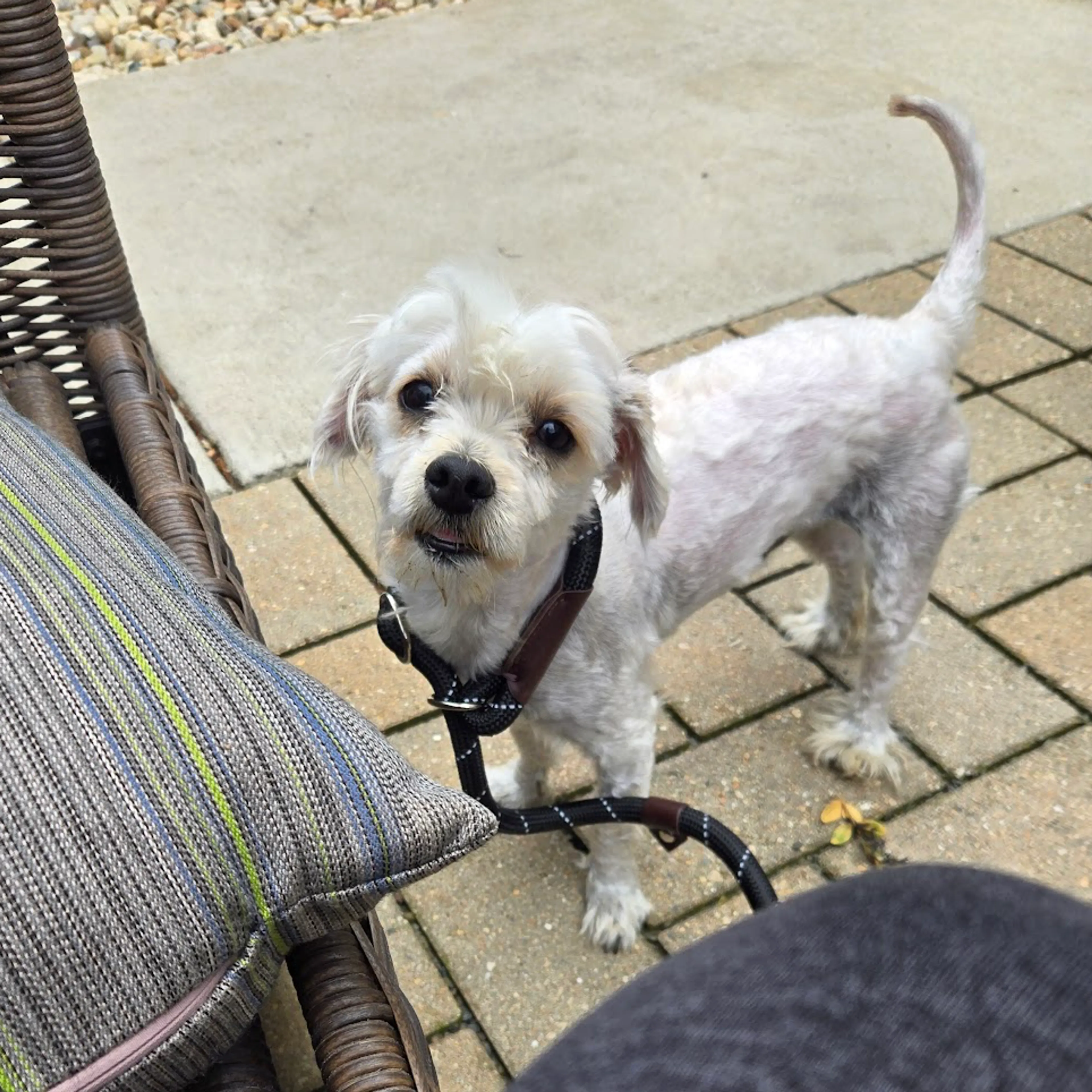 Found pet