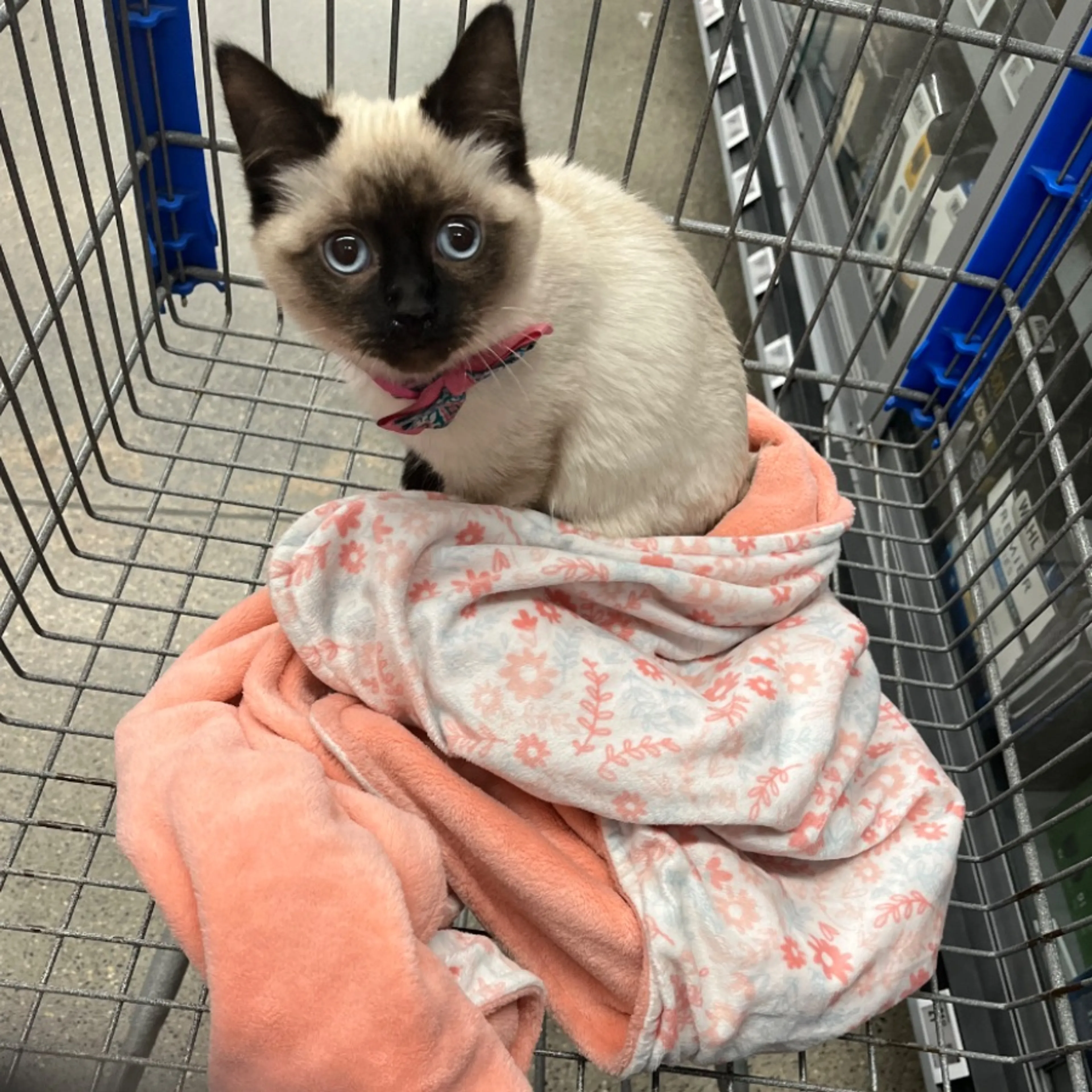Lost pet-0