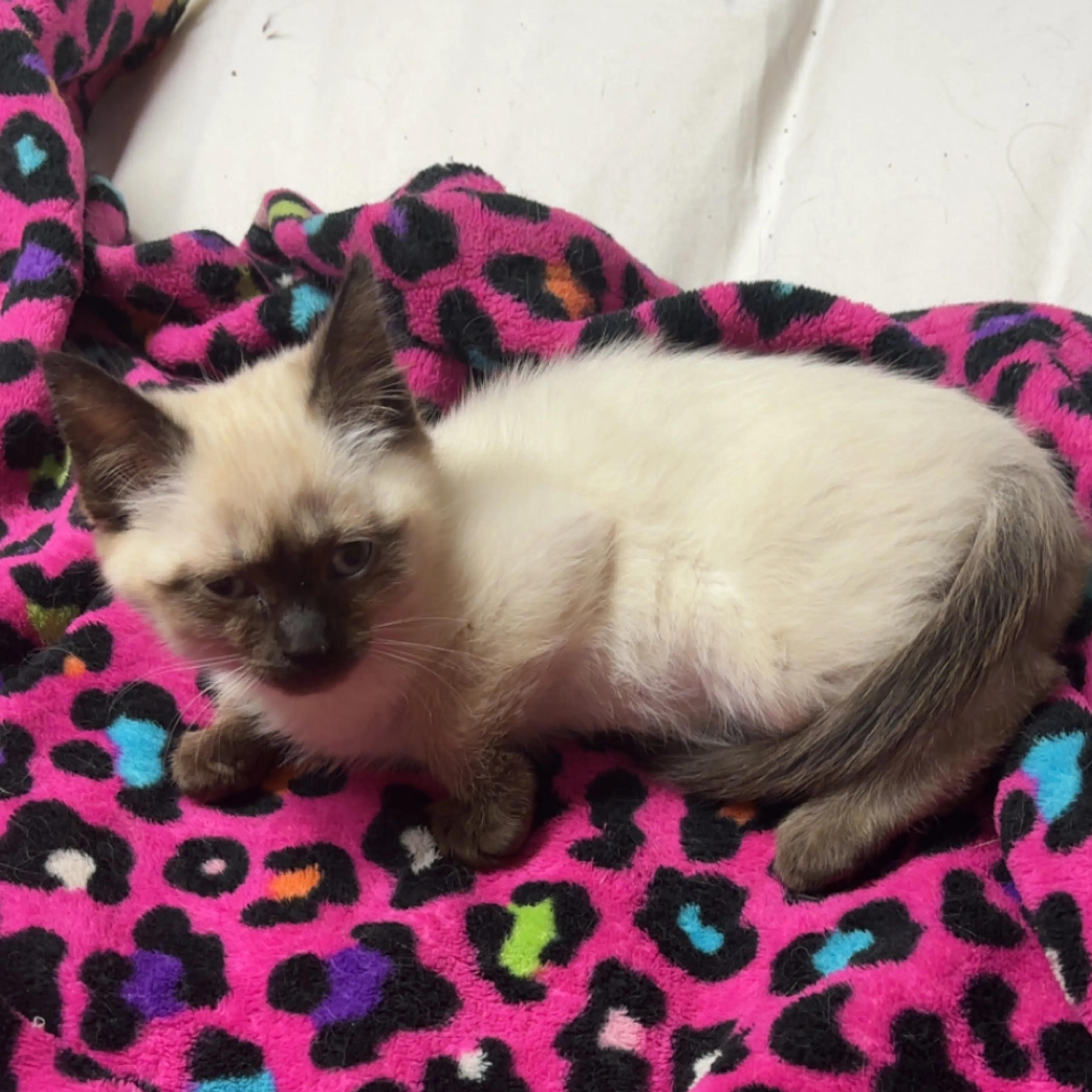 Lost pet-3