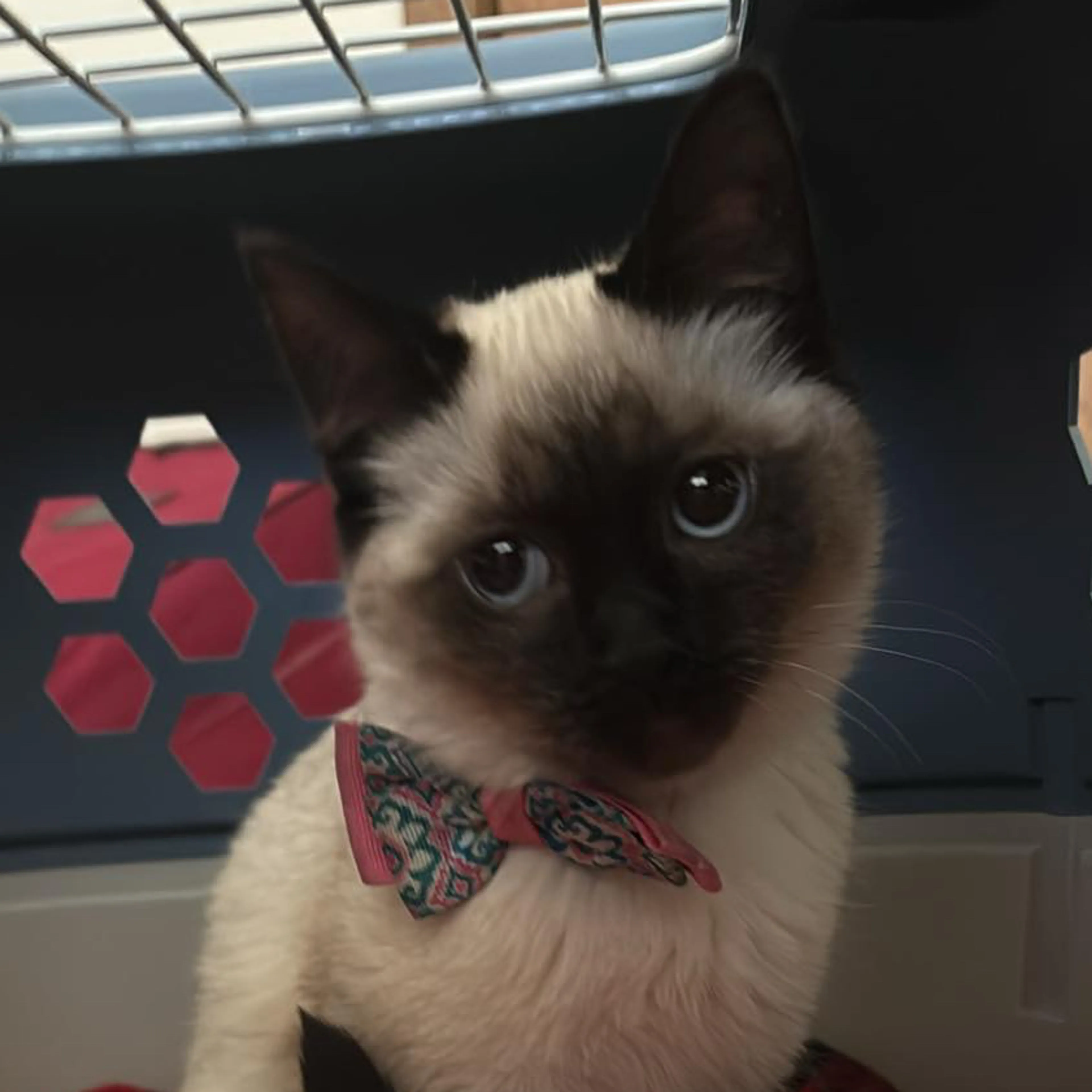 Lost pet-2