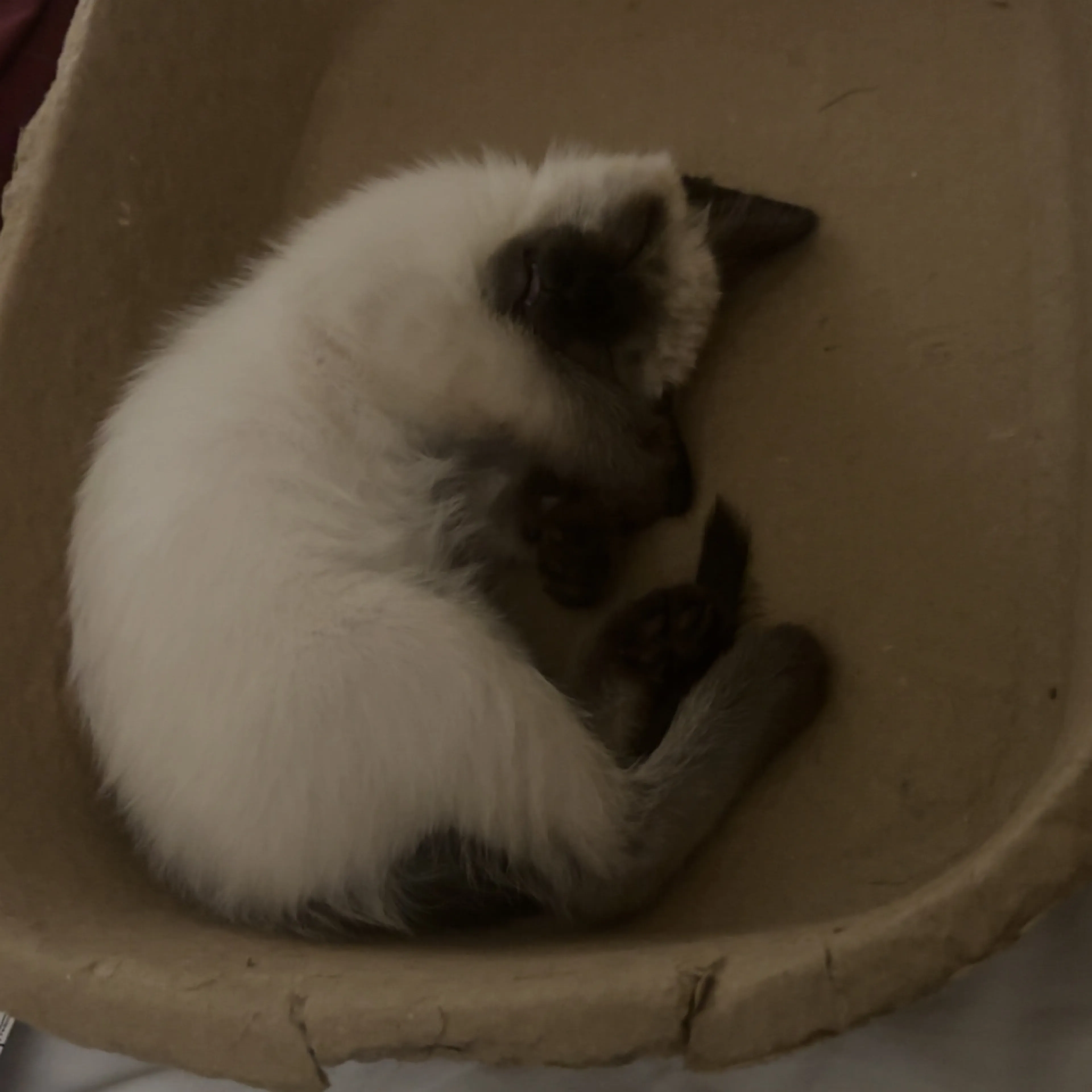Lost pet-1