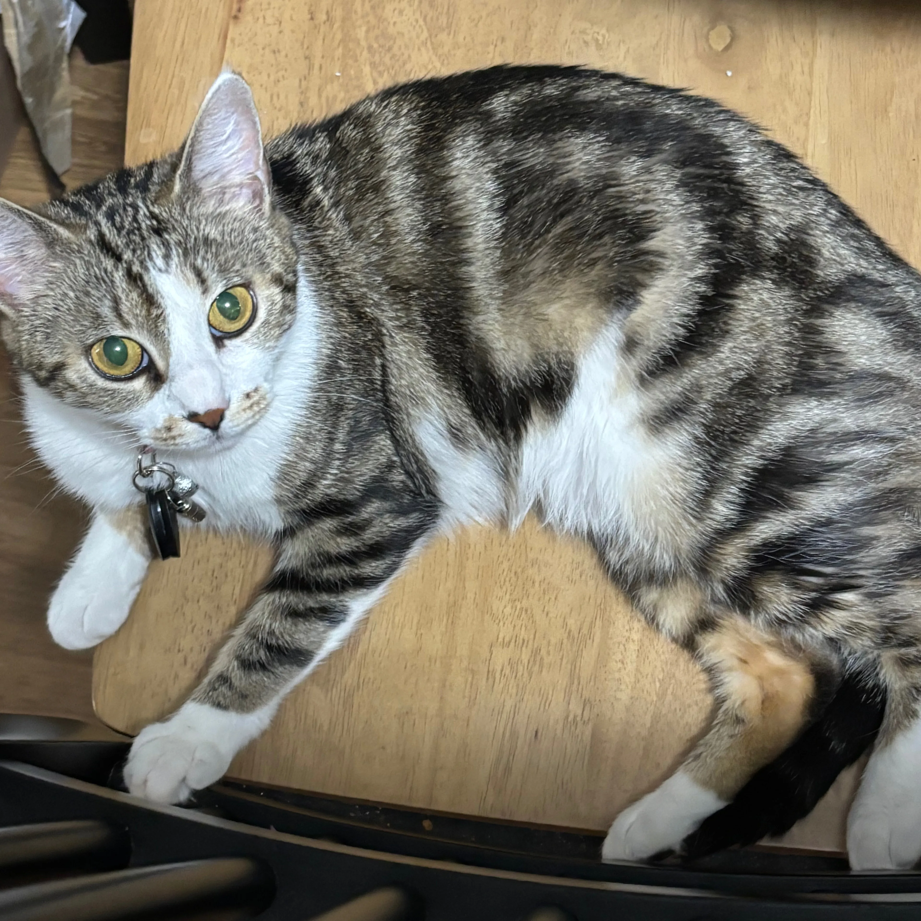 Lost pet-1