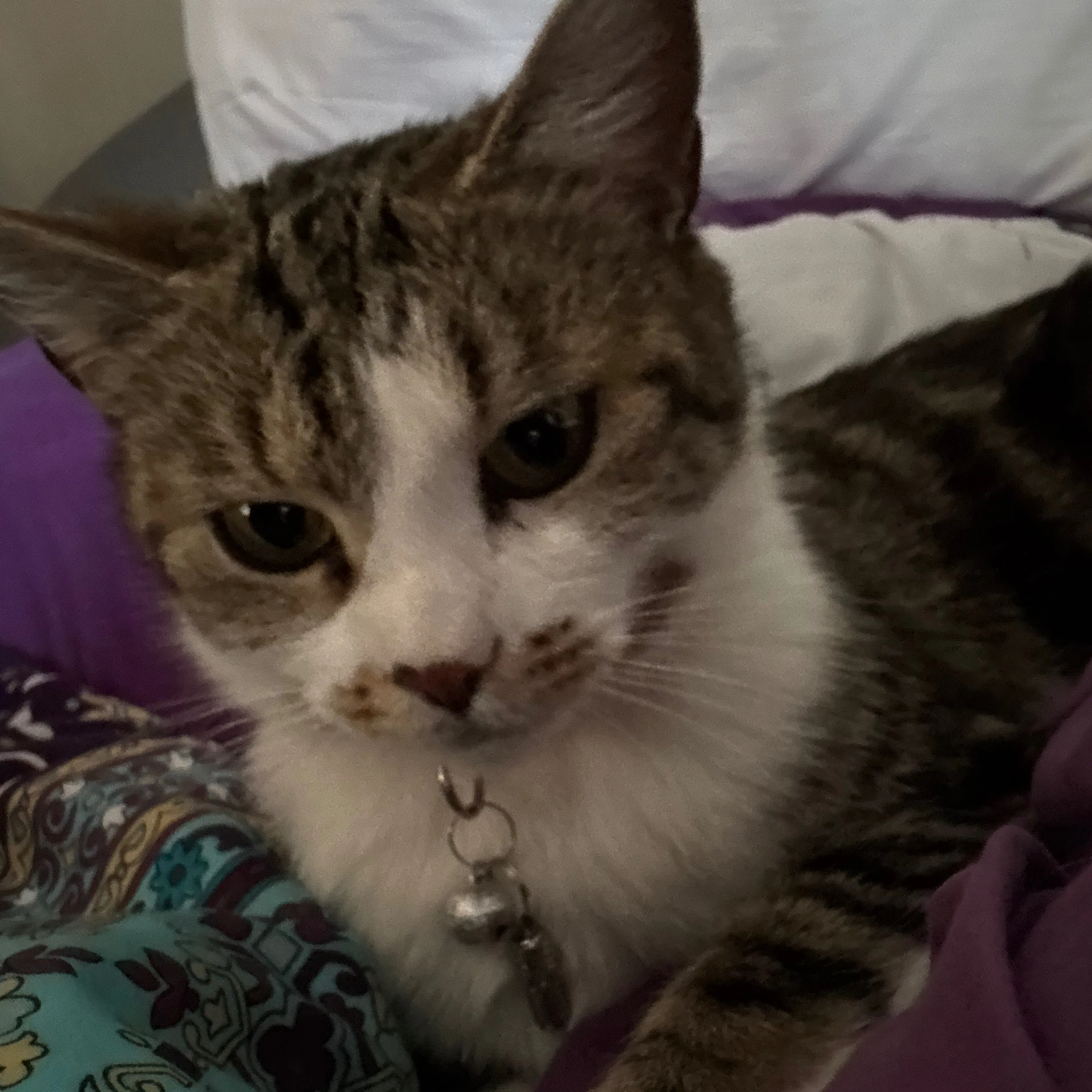 Lost pet-2