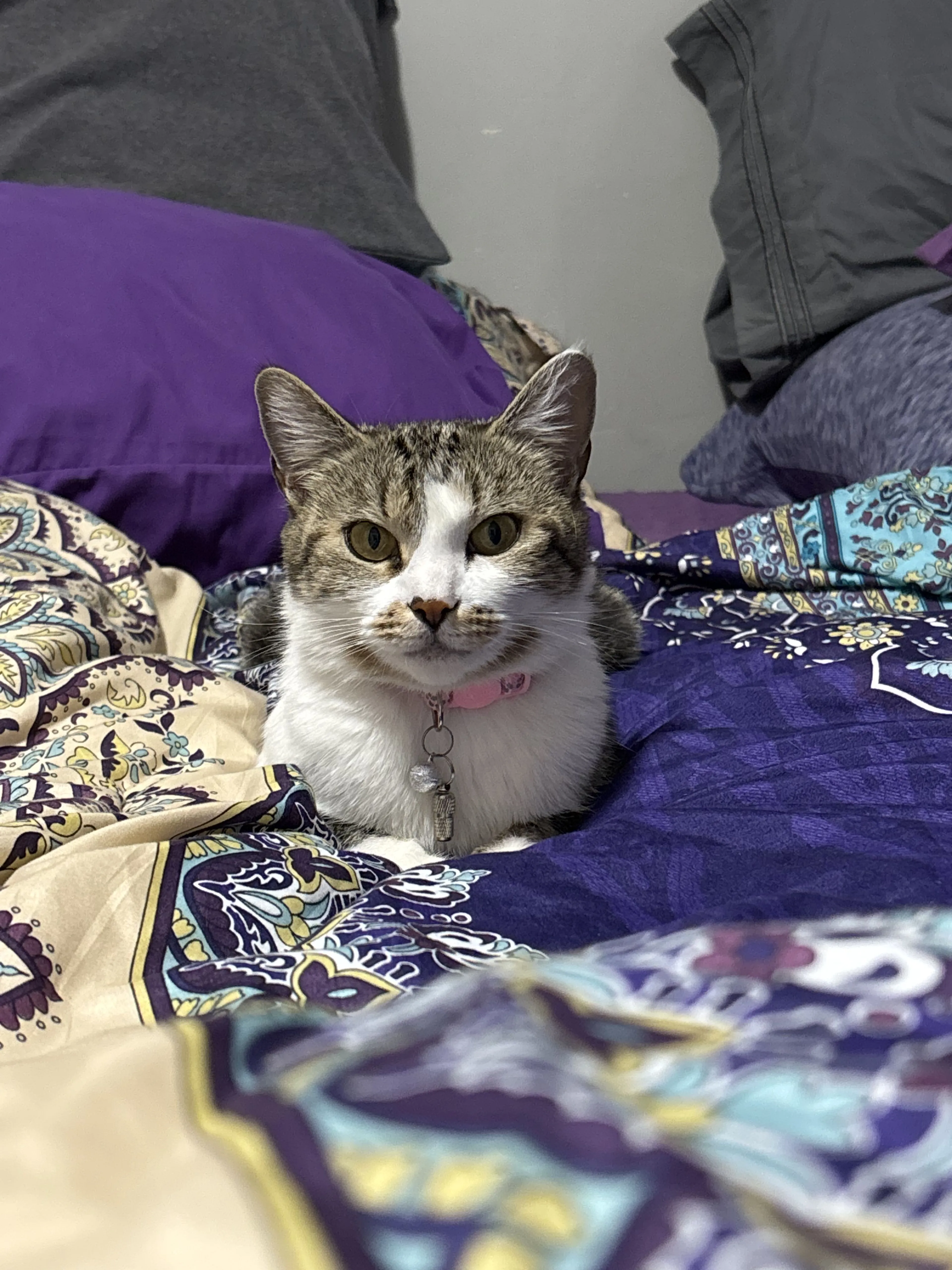 Lost pet-0