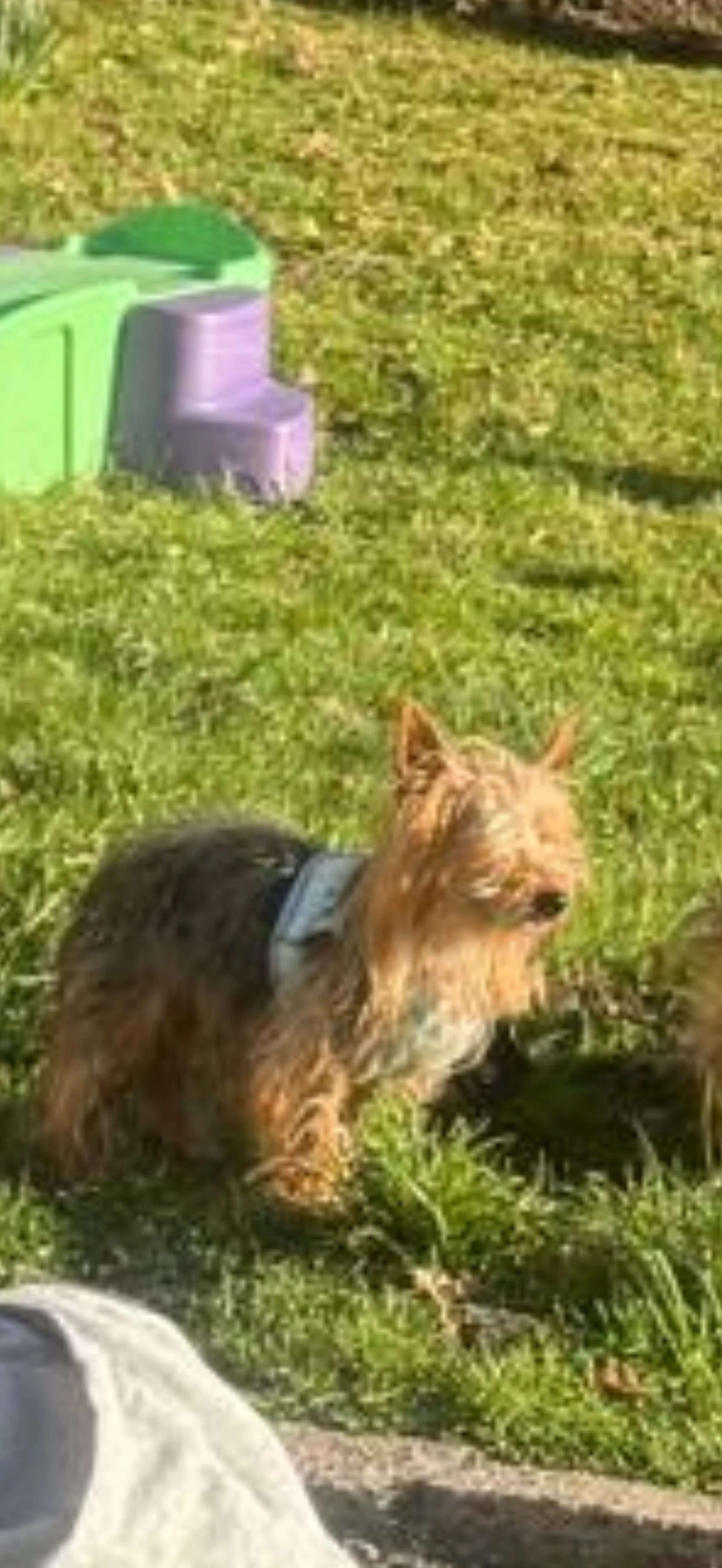 Lost pet